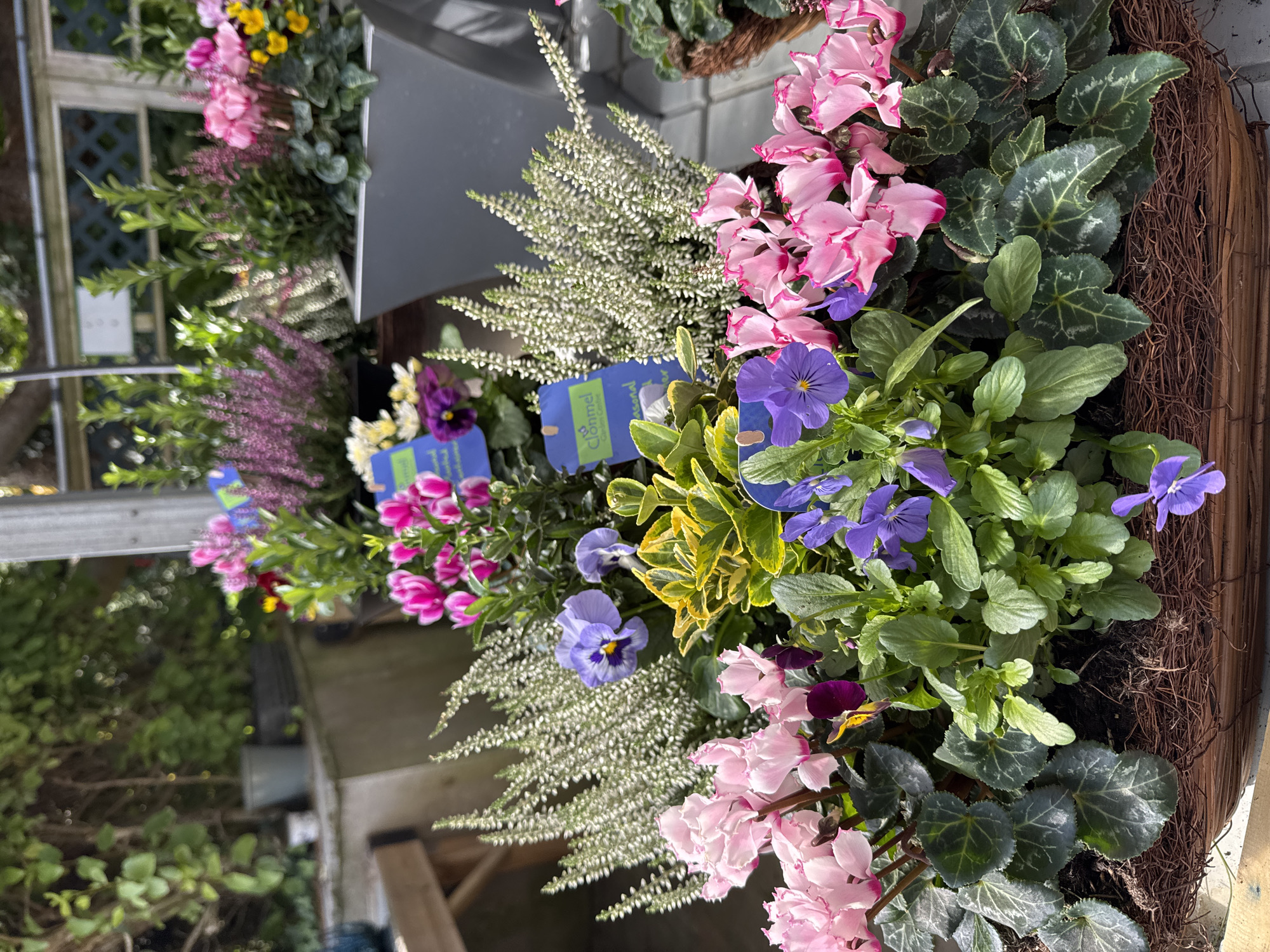 In an outdoor setting, likely a garden center or nursery in Clonmel, Ireland, a close-up view focuses on a variety of potted flowering plants arranged in a basket. The dominant subjects are a profusion of pink cyclamen flowers with dark-edged petals, interspersed with delicate purple pansies. Tall, feathery white flowers, possibly astilbe, rise behind the cyclamen, adding texture. A variegated shrub with green and yellow leaves is nestled amongst the flowers. In the background, out of focus, are more plants, including pink heather and a large grey planter. Two blue tags with white text, one clearly reading "Clonmel Garden Centre," are visible among the foliage, indicating the likely location. The basket itself is constructed from woven brown material. The lighting suggests a bright, possibly sunny day. There are no people visible in the frame.