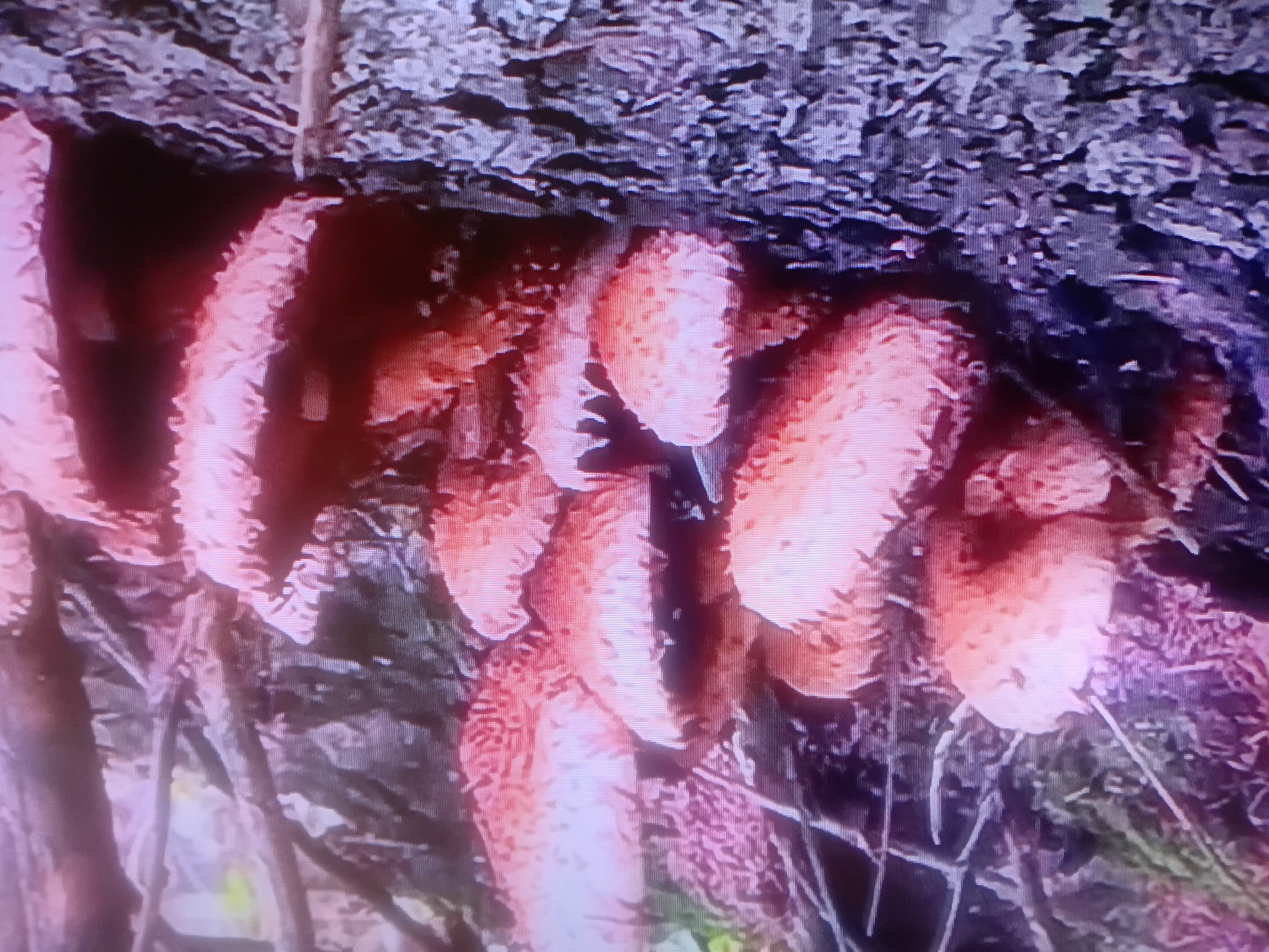 The image shows a cluster of honey mushrooms growing on the side of a tree. The mushrooms are light brown to reddish-brown in color, with small scales on their caps. They are growing in dense clusters, with many individual mushrooms overlapping each other. The tree bark is rough and textured, and appears to be dark brown or gray. The background is blurred, but appears to be a forest or wooded area, with some greenery visible. The lighting is soft and diffused, suggesting an overcast day or shade. The image is slightly grainy and has some color distortion, possibly due to the camera or display. There is no indication of the specific location within Petropavl, Kazakhstan.