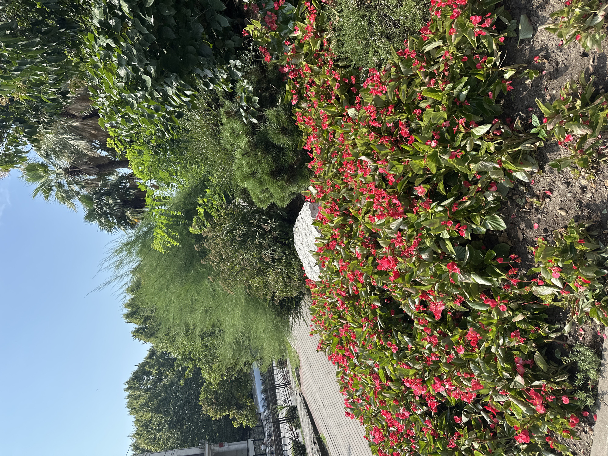 The image depicts a vibrant, sun-drenched garden on a clear day, likely situated in Sochi, Russia, known for its lush subtropical climate. The foreground is dominated by a dense bed of bright pink begonia flowers, their petals a vivid contrast against the dark soil and green foliage. A large, pale grey rock is partially visible among the flowers. Behind the flowers, a sloping pathway, paved with light-colored rectangular stones, leads the eye upwards. To the left of the pathway, a decorative metal fence with intricate scrollwork borders a grassy area. In the background, a variety of trees and lush greenery create a dense, verdant backdrop. Tall palm trees, with their distinctive fronds, are visible on the right, suggesting a warmer climate. The overall impression is one of a well-maintained and picturesque public garden or park.