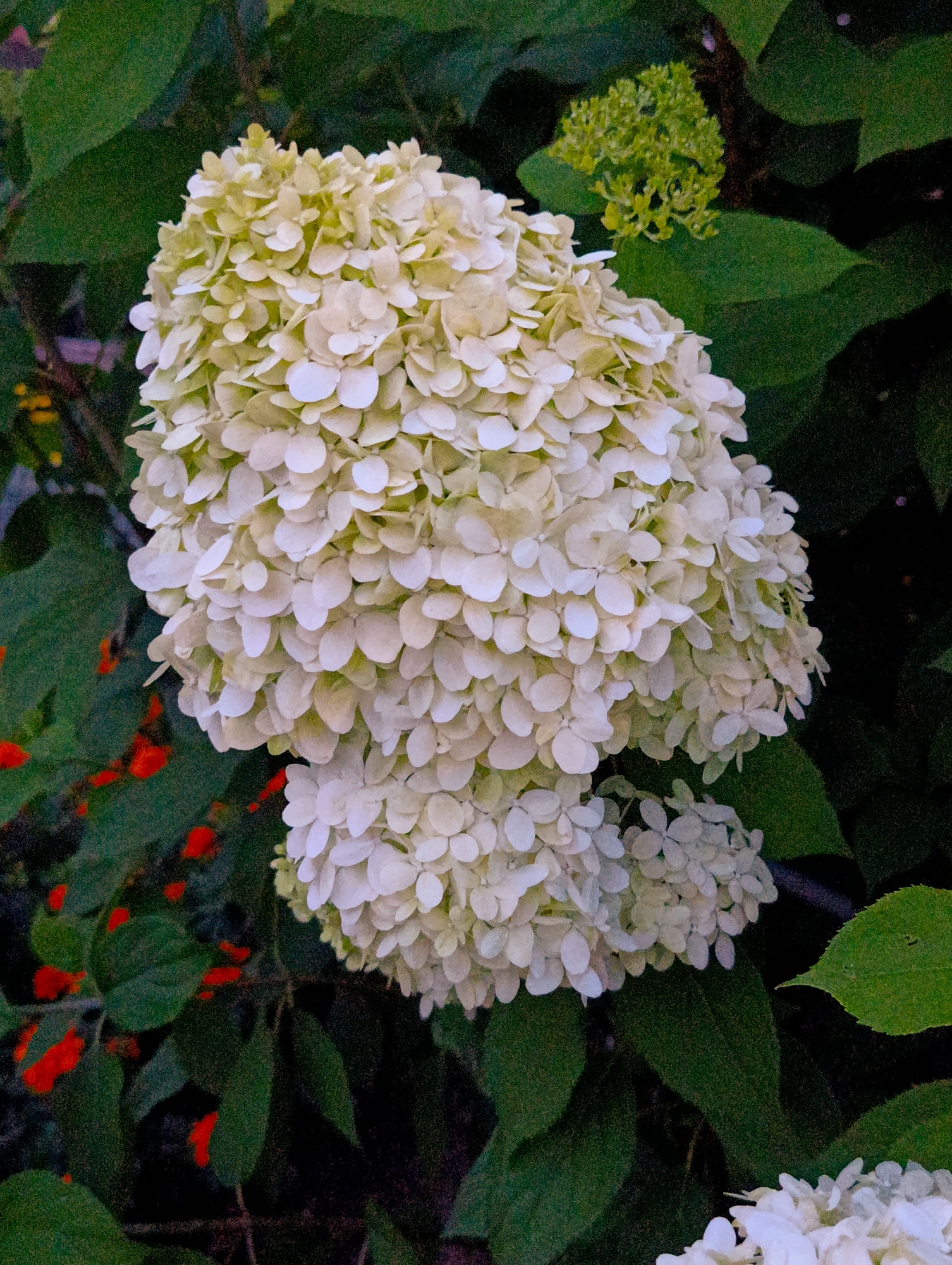 A close-up, vertically oriented, eye-level shot captures two large, cone-shaped clusters of creamy white hydrangea flowers. The flowers are densely packed with numerous small, delicate petals. The larger cluster is in the upper left of the frame, while a smaller one is below it. The blooms exhibit a slight yellowish tint towards their centers. Surrounding the flowers is a dark green, leafy foliage, with some of the leaves appearing blurred in the background. In the lower left quadrant, there are small, blurred patches of vibrant red, likely other flowers or berries. A small, underdeveloped cluster of light green buds is visible in the upper right corner, nestled among the dark green leaves. The overall lighting suggests a natural, outdoor setting, possibly a garden or park. No people or man-made structures are visible in this portion of the scene. The image is shot in Chaikovsky, Russia.