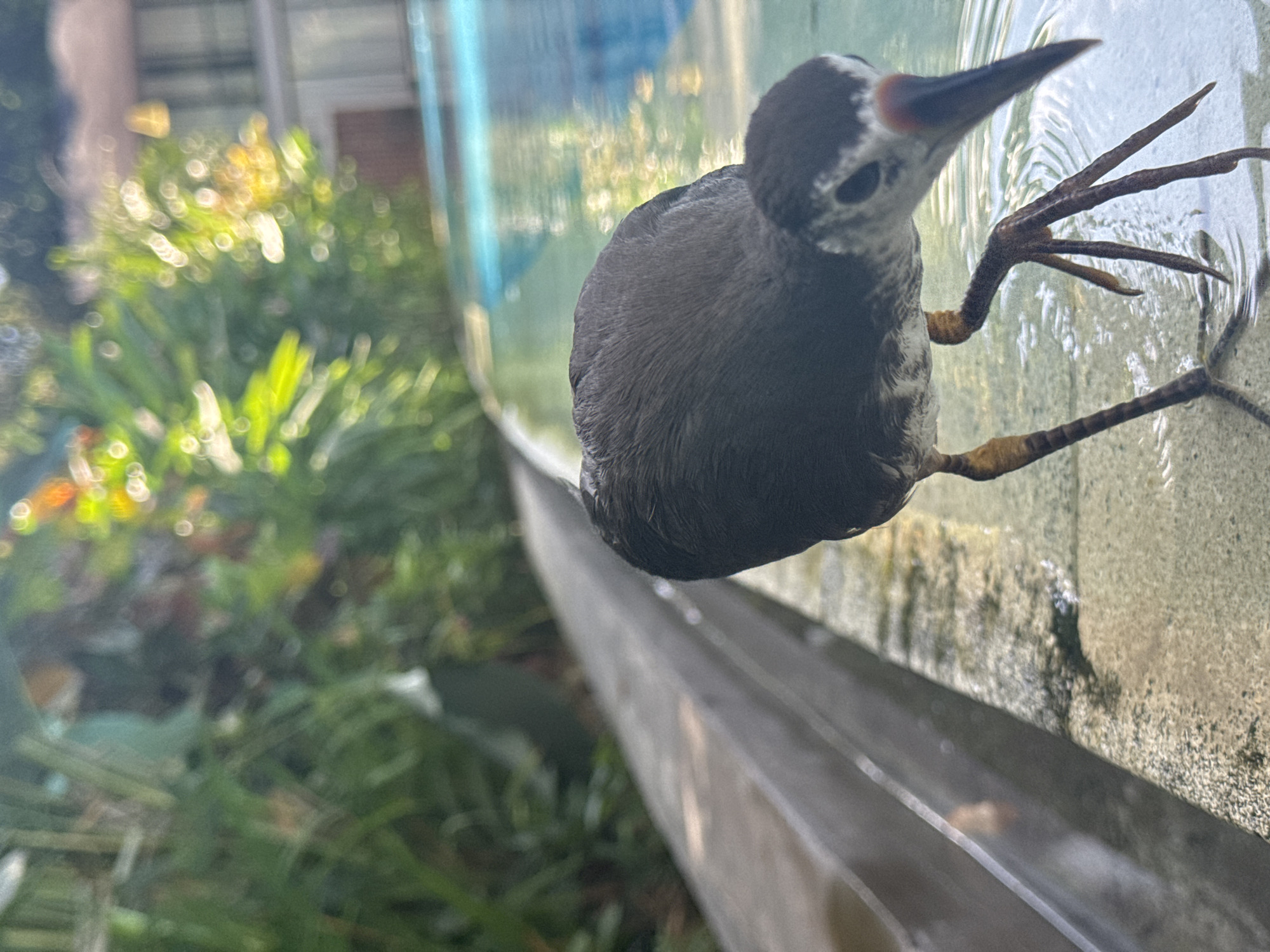 A dark-grey bird with black beak and mottled white head appears to be clinging to the side of a concrete structure, possibly a water trough, with its long, splayed, brown feet. Water is visible both in the trough and on the surface where the bird is gripping. The background shows blurred green foliage. The location, Kuta Selatan, Indonesia, is not explicitly identifiable from the image.