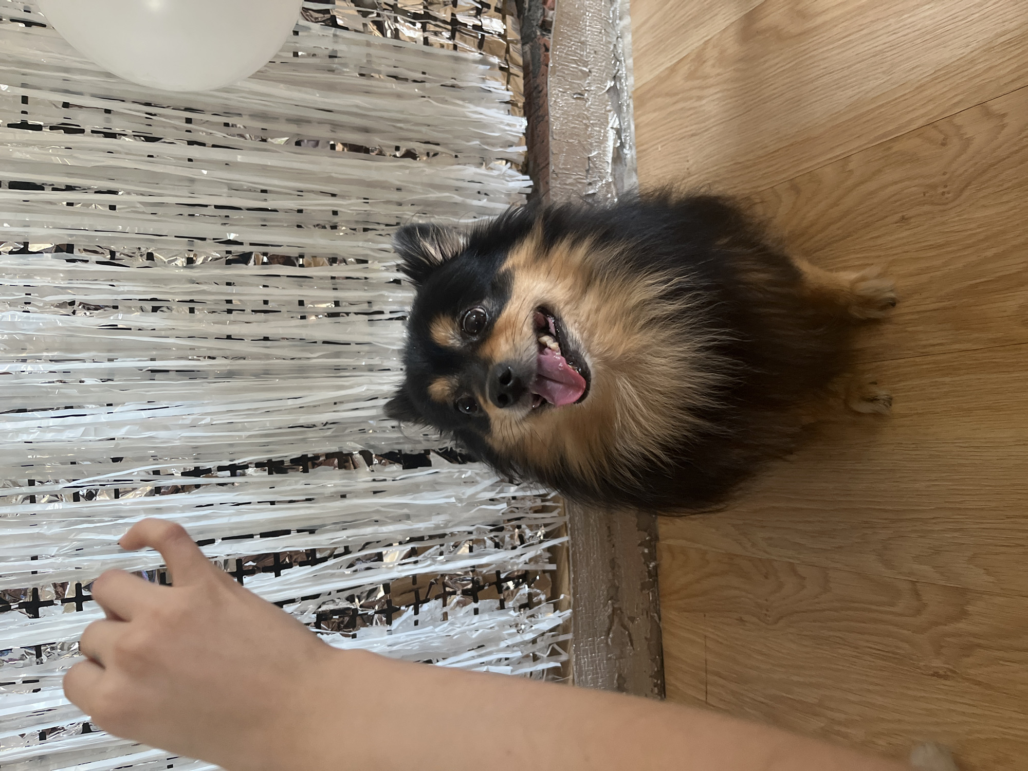 This indoor image, captured in Izhevsk, Russia, features a small, black and tan dog with fluffy fur, likely a Pomeranian or similar spitz breed, as its primary subject. The dog is lying on a light-colored wooden floor, facing the camera with an expression of intense excitement and happiness; its mouth is open wide, revealing its tongue and teeth, and its eyes are bright and focused.
To the left of the dog, a human hand is visible, partially obscured, appearing to interact with or be near a backdrop made of numerous silver and white metallic streamers or tinsel. This festive decoration covers a wall or vertical surface, creating a shimmering, textured background. A white balloon is also partially visible in the upper left corner of the frame, further suggesting a celebratory event or party atmosphere. The wooden floor extends across the bottom and right side of the image, showing its natural grain. The lighting is bright and even, indicative of an indoor setting during the day or evening. No visible text is present in the image.