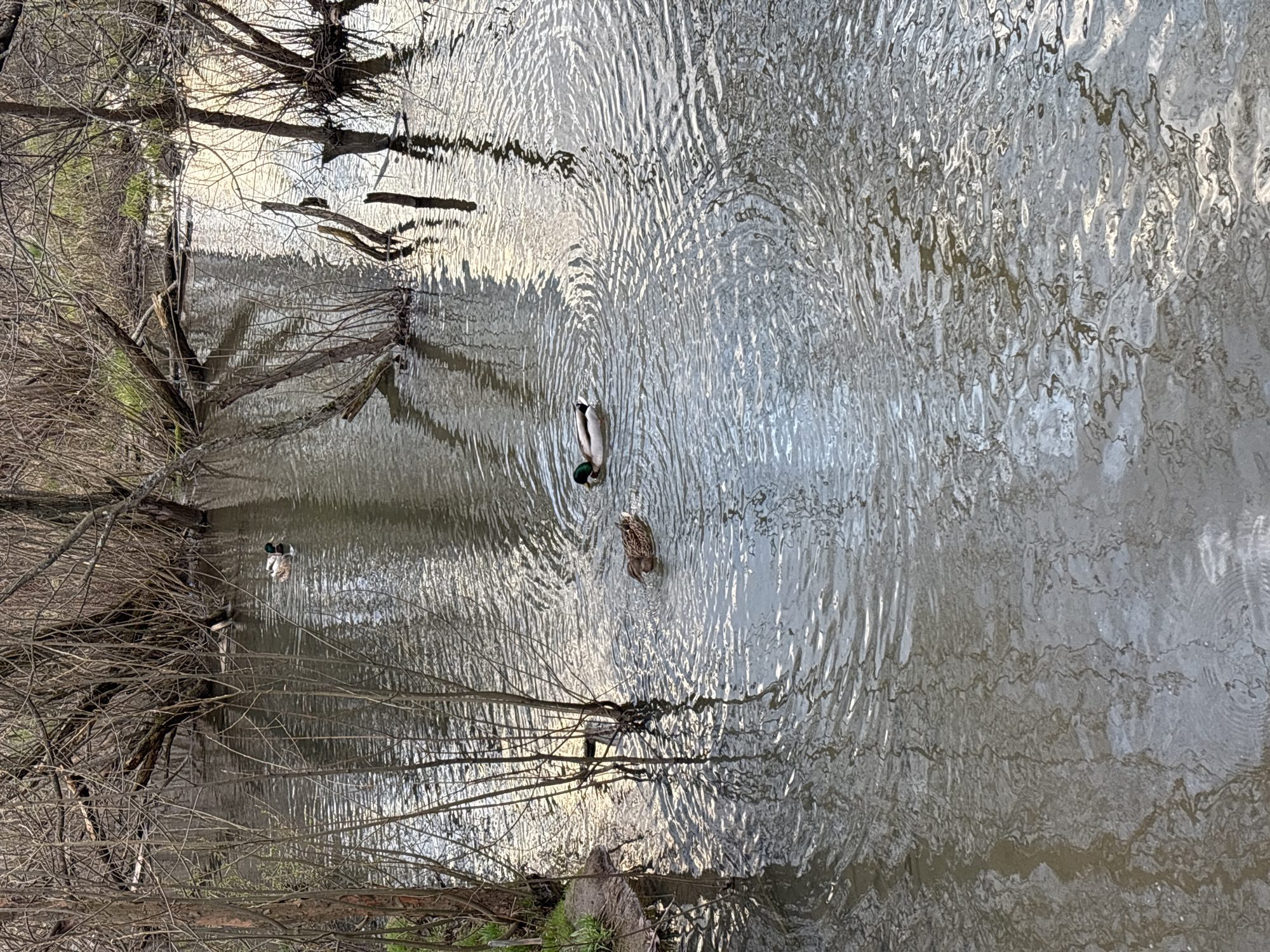 The image captures a serene scene of a body of water, likely a river or a large stream, flanked by a bank covered with dormant trees. The trees are bare, primarily consisting of skeletal branches, suggesting the season is late autumn, winter, or early spring. Some fallen branches and tree trunks are partially submerged in the water along the bank.
Two ducks are the main subjects in the water. One is a male Mallard duck, identifiable by its iridescent green head, white neck ring, and grey-brown body, swimming in the mid-ground. Another duck, appearing to be a female Mallard with mottled brown plumage, is partially submerged as if dabbling for food, with its tail end visible above the water surface. Both ducks create circular ripples that extend across the water.
The surface of the water is highly reflective, showing shimmering patterns of light, possibly from the sun and the sky, as well as distorted reflections of the trees along the bank. The light quality is soft, suggesting either early morning or late afternoon. There is no visible text in the image. The scene conveys a peaceful natural environment.