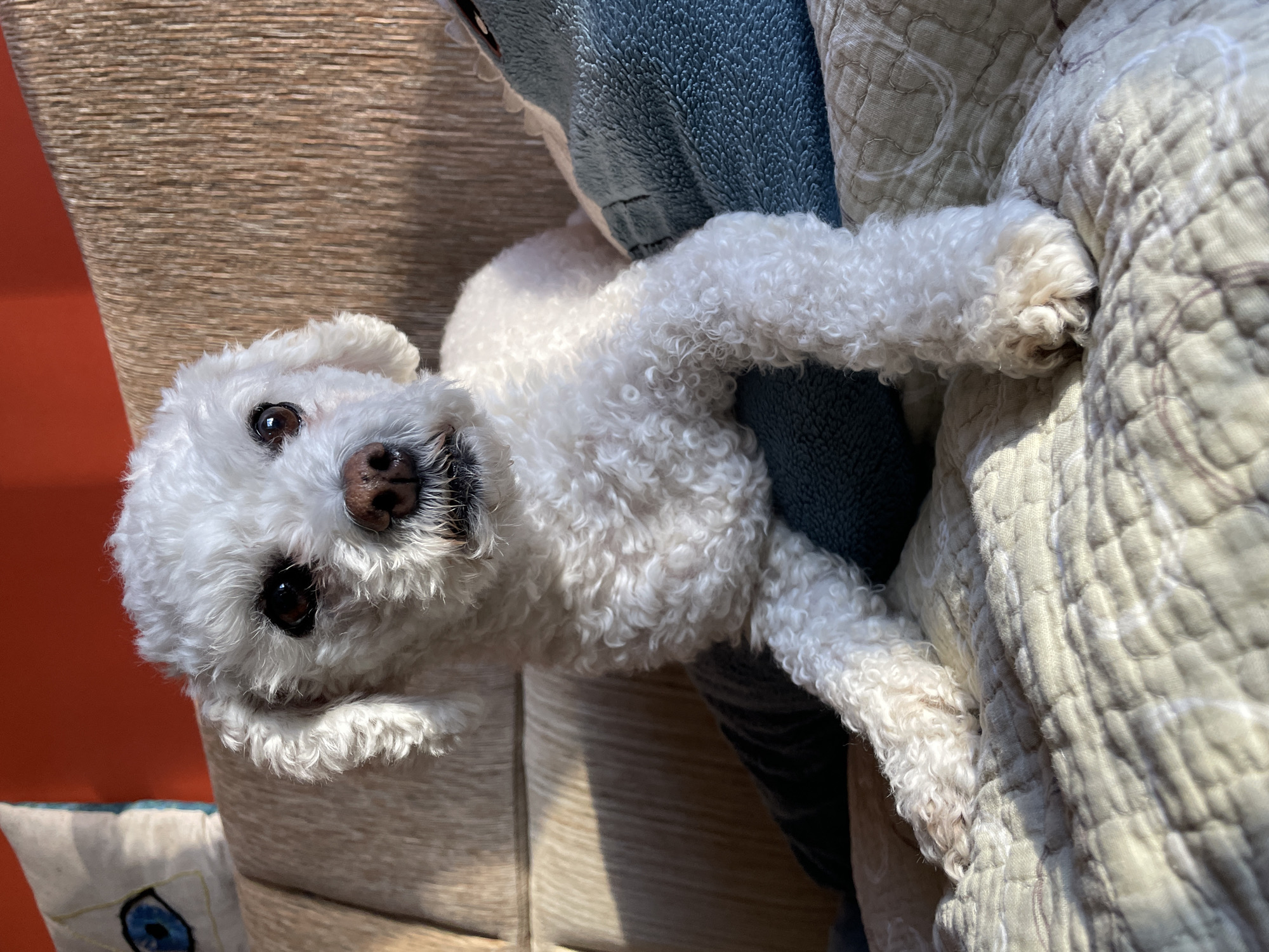 A white Bichon Frise dog is lying on a bed. The dog is positioned on its side, with its body angled towards the camera. The dog is partly nestled in a blue stuffed animal. The bed has a light-colored, quilted cover. The background includes a wooden headboard and a glimpse of an orange wall. There is no indication of the location being Yekaterinburg, Russia.
