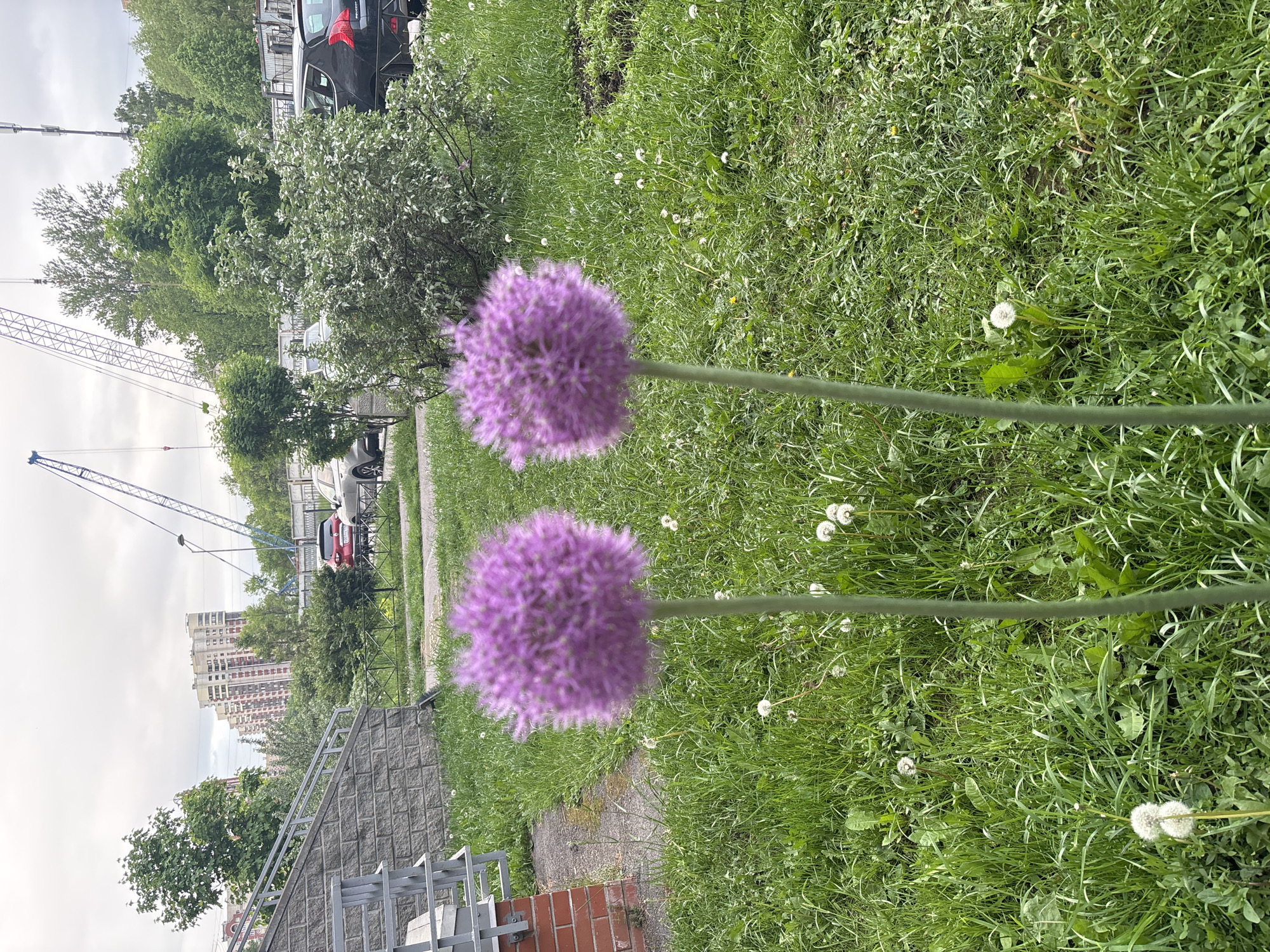 Here is a description of the image:
The image shows a street scene with two purple allium flowers in the foreground. They have long, green stems. The background includes a grassy area with dandelions, a sidewalk, and a street with parked cars. There are also trees, a construction crane, and a tall building in the distance. The sky is overcast. The location appears to be an urban or suburban environment, with elements of both nature and city life present.