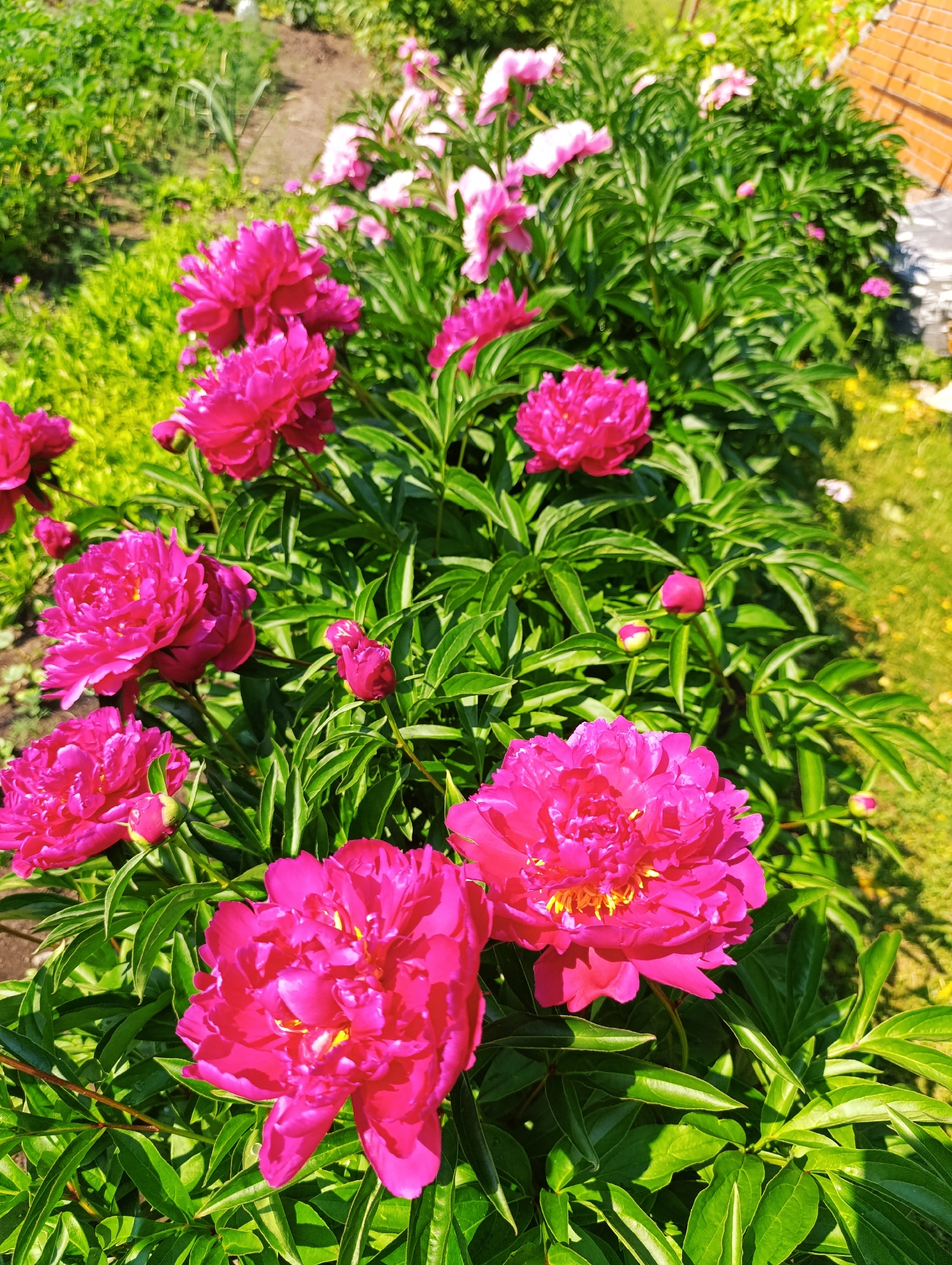A low-angle, full shot captures a lush garden bed filled with bright pink peonies in full bloom. The flowers are the primary focus, with their large, ruffled petals a vibrant fuchsia. Several buds are also visible, some tightly closed and others just beginning to open. The peonies are densely packed, surrounded by their deep green, leafy foliage. In the background, out-of-focus elements suggest a garden setting; there is a hint of a path or dirt area, some lighter green foliage, and a patch of bright green grass. The lighting is bright, suggesting a sunny day, with some shadows cast on the leaves and petals, adding depth to the scene. The overall impression is one of natural beauty and abundance.