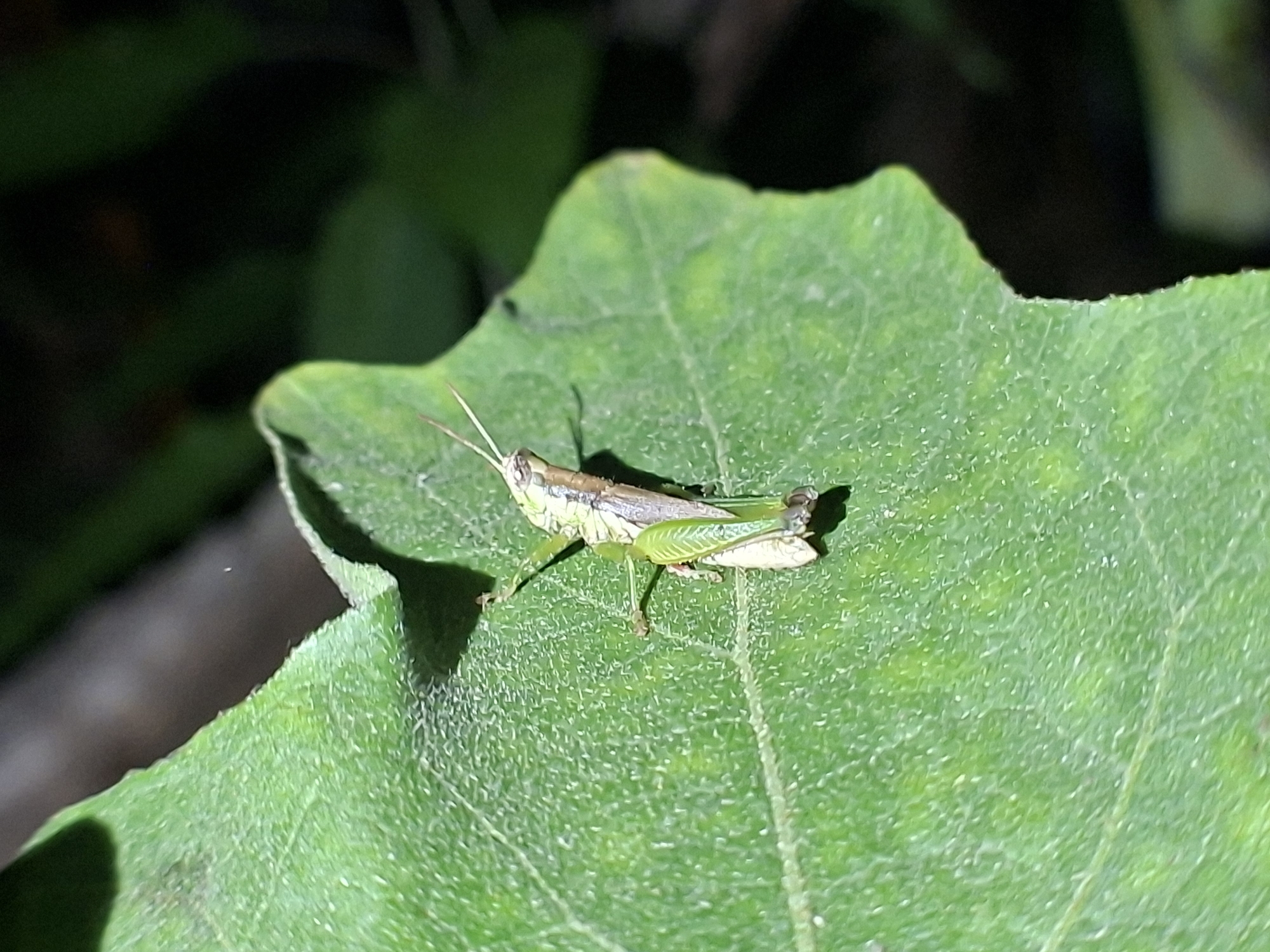 A green grasshopper is perched on a large, textured green leaf. The background is dark and out of focus, suggesting the leaf is in a shaded area. The location of Lhokseumawe, Indonesia, is not verifiable from the visual data.