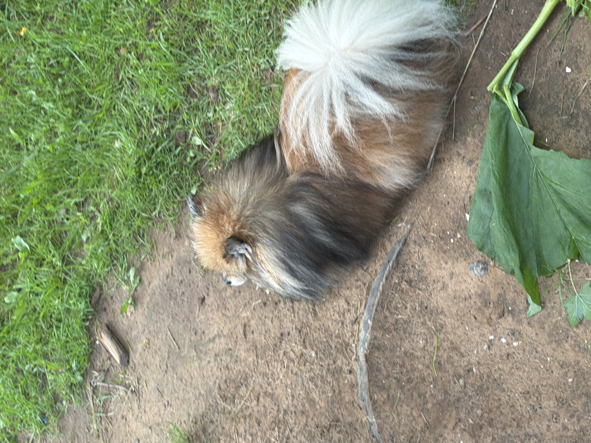 The media file shows a fluffy dog lying down on dirt with a patch of green grass to its left and a large green leaf to its right. The dog has a predominantly white and brown coat, with some darker grey or black fur on its back. Its tail is long and bushy and is held upwards. The dog's head is lowered and it appears to be resting or possibly sleeping. The ground is dry and sandy, with some small pebbles and twigs scattered around. A few blades of grass are growing in the dirt. The overall scene suggests an outdoor environment, likely a garden, park, or rural area. The lighting indicates it is daytime, with no obvious signs of specific weather conditions, though the presence of green grass and leaves suggests a mild or warm season. There is no visible text in the image. The context provided indicates the location is Бронница, Russia.