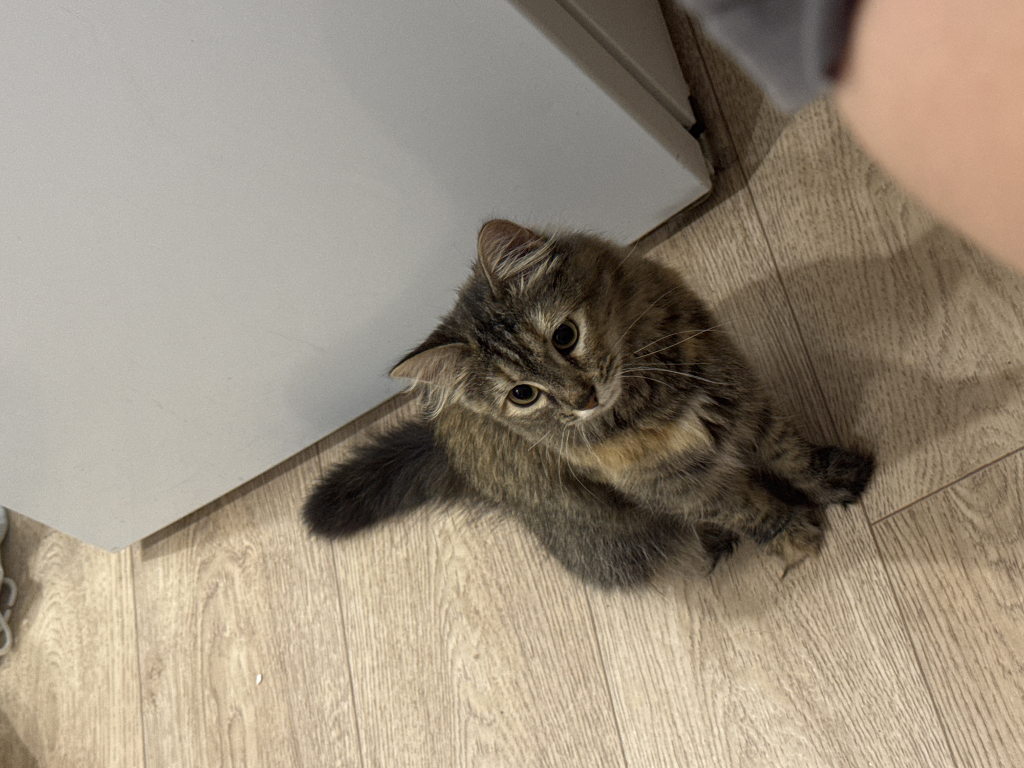 A long-haired tabby kitten sits on a light-colored wood-grain floor next to a white cabinet. The kitten is facing upwards and to the right, with its tail curled up behind it. Its fur is a mix of brown, black, and tan. The background consists of the white cabinet and a person's leg in the lower right corner. The scene is indoors, with no discernible specific location in Saratov, Russia.