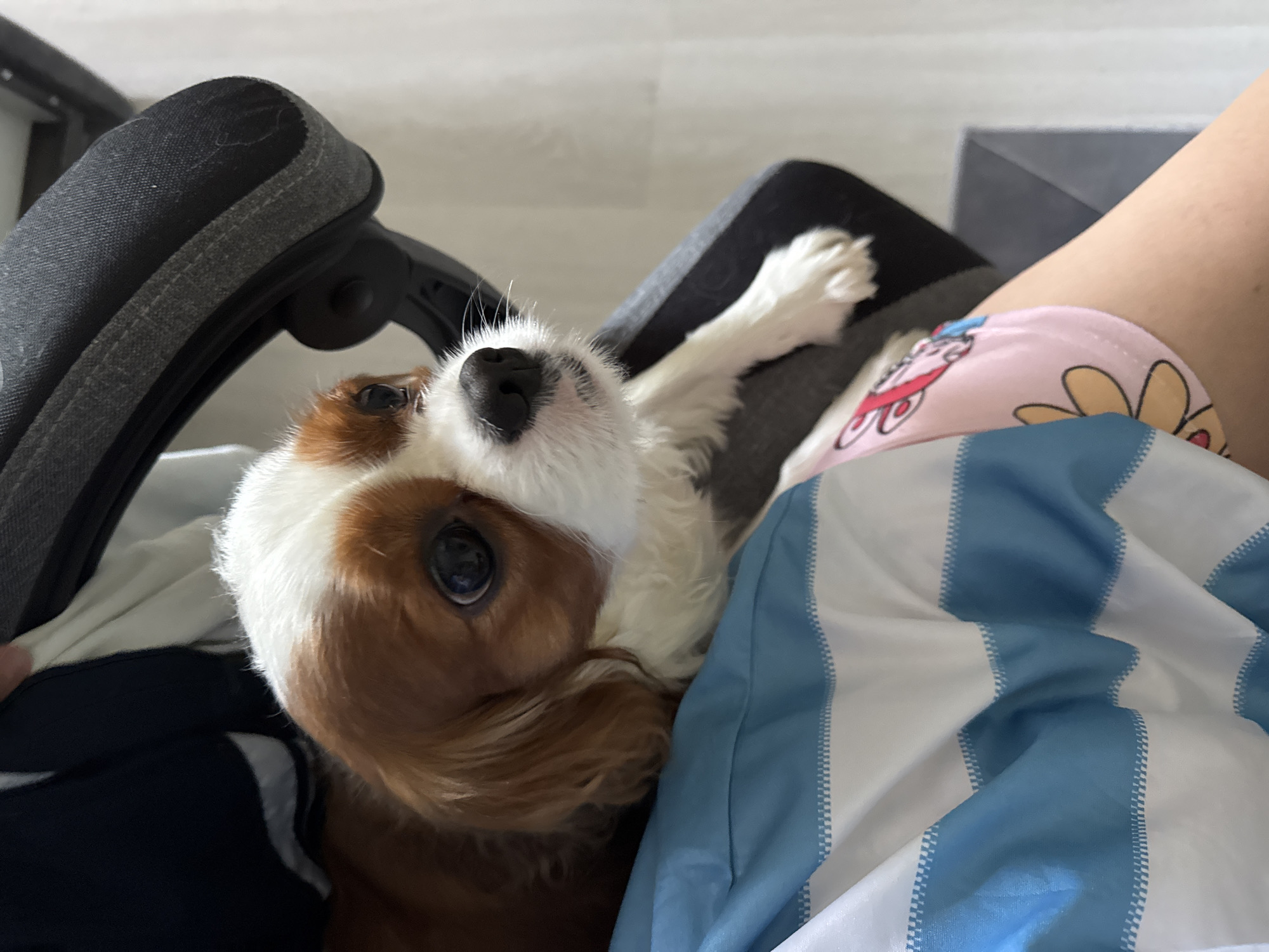 A Cavalier King Charles Spaniel dog sits on a person's lap in an office chair. The dog has brown and white markings and is looking to the right. The person is wearing blue and white striped clothing and pink shorts with a flower print. The background is blurred and appears to be an indoor setting. The scene is well-lit.