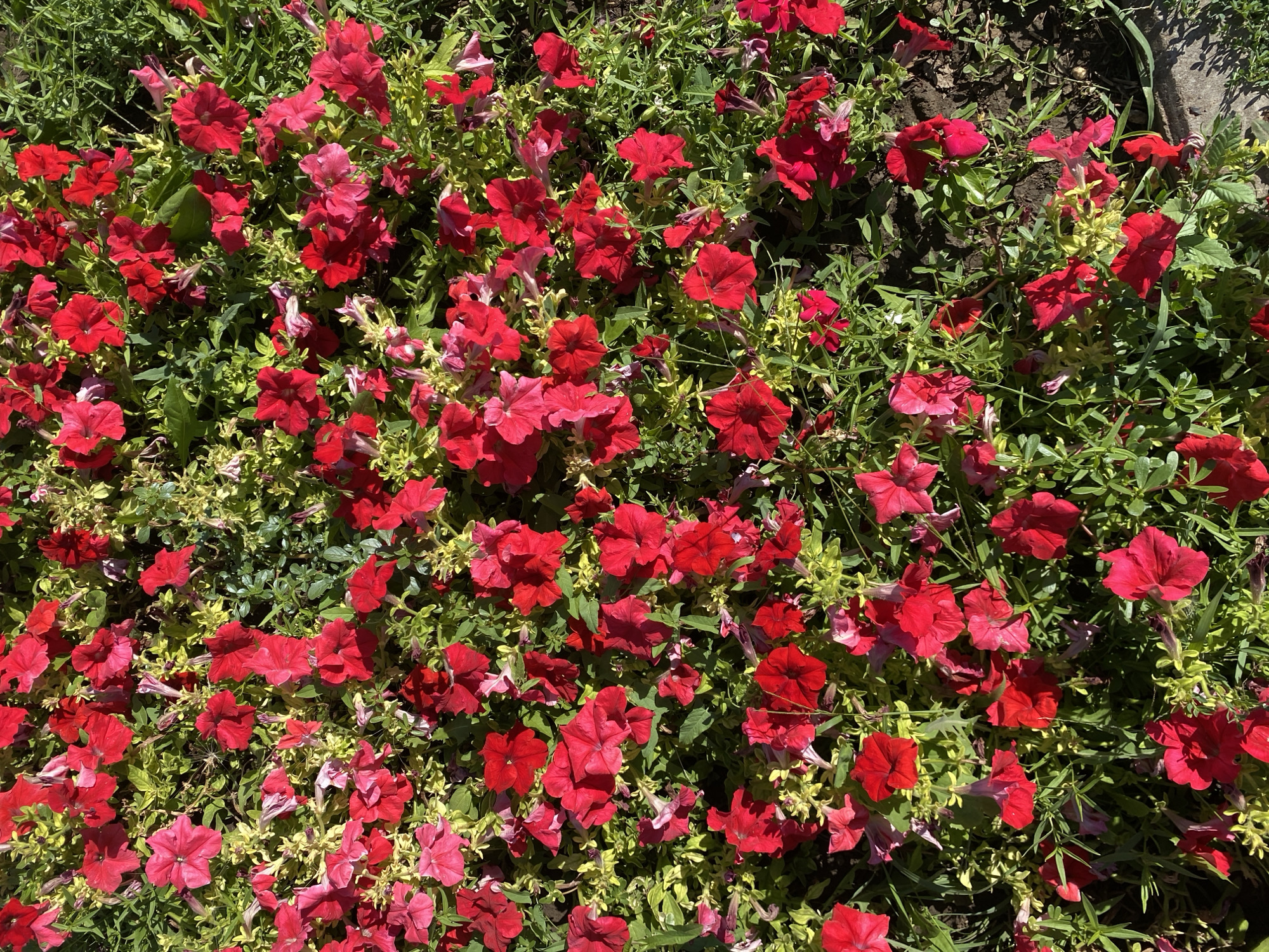 A ground-level, full-frame, high-angle, eye-level medium shot captures a dense patch of vibrant red petunias with some lighter pink and faded red blooms intermingled with small, light green leaves and stems. The flowers are varied in their bloom stage, with some fully open, others partially open, and a few wilted or budding. The background consists of dark soil, with patches of green grass and some dry, brown vegetation. Sunlight casts shadows, creating a dappled effect on the scene. There are no people or animals visible. The image appears to be of a flower bed in a park or garden. The specific location within the city of Oral, Kazakhstan, cannot be determined from the visual information provided.
