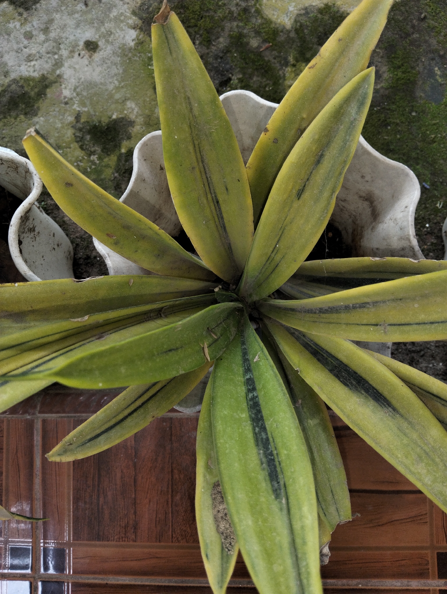 This is a high-angle, close-up shot of a variegated snake plant with long, strap-like leaves that are green with yellow variegation and thin black stripes. The plant is in a white, scalloped plastic pot, which is situated on a tiled surface with a wood-grain pattern. In the background, a rough, weathered concrete surface with patches of green moss is visible, along with another white plastic pot. The scene appears to be outdoors, possibly in a yard or patio area, in Payagaboh, Indonesia.