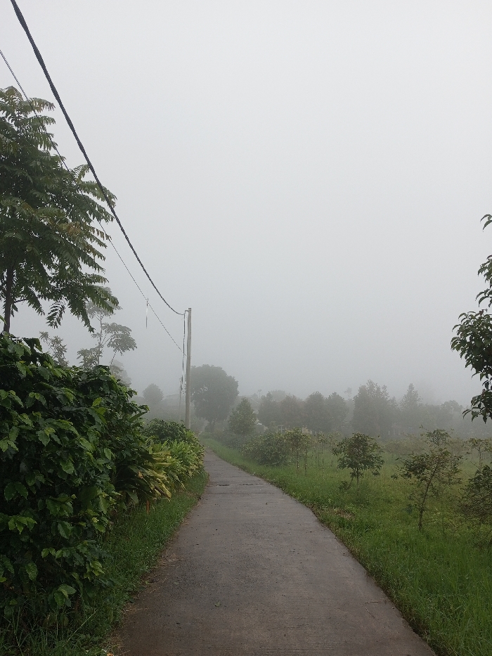 A narrow, concrete path stretches into dense fog, disappearing into the distance. Lush green vegetation lines both sides, including leafy bushes and smaller trees. Power lines traverse the scene overhead, supported by a weathered wooden pole. The thick fog obscures distant trees and any clear view of the horizon. The overcast sky contributes to the muted, almost monochromatic color palette. The air is damp, and a sense of tranquility prevails.