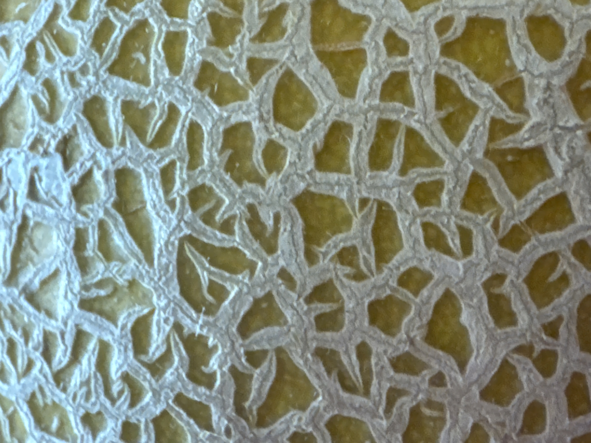 The image displays a close-up, detailed view of the rind of a cantaloupe melon. The rind is characterized by a raised, net-like pattern of interwoven, off-white strands against a yellow-green background. The texture appears rough and slightly bumpy. No elements suggestive of a specific location in Waterford, Ireland, are visible. The image exclusively depicts the surface of the fruit.