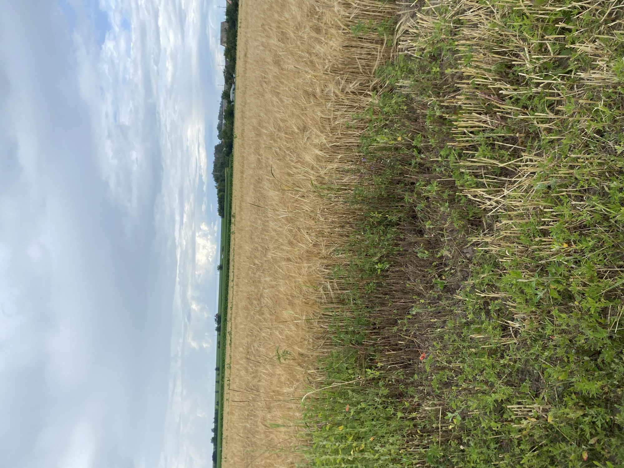 This is a photograph of a wheat field under a cloudy sky, taken from a low angle. The wheat is golden yellow and appears ripe for harvest. In the foreground, there is a patch of green vegetation with some cut stalks, suggesting recent agricultural activity. In the distance, a line of trees and some buildings are visible, hinting at a rural settlement. The sky is filled with dramatic gray clouds, with patches of blue sky peeking through. The location is Yablunivka, Ukraine.