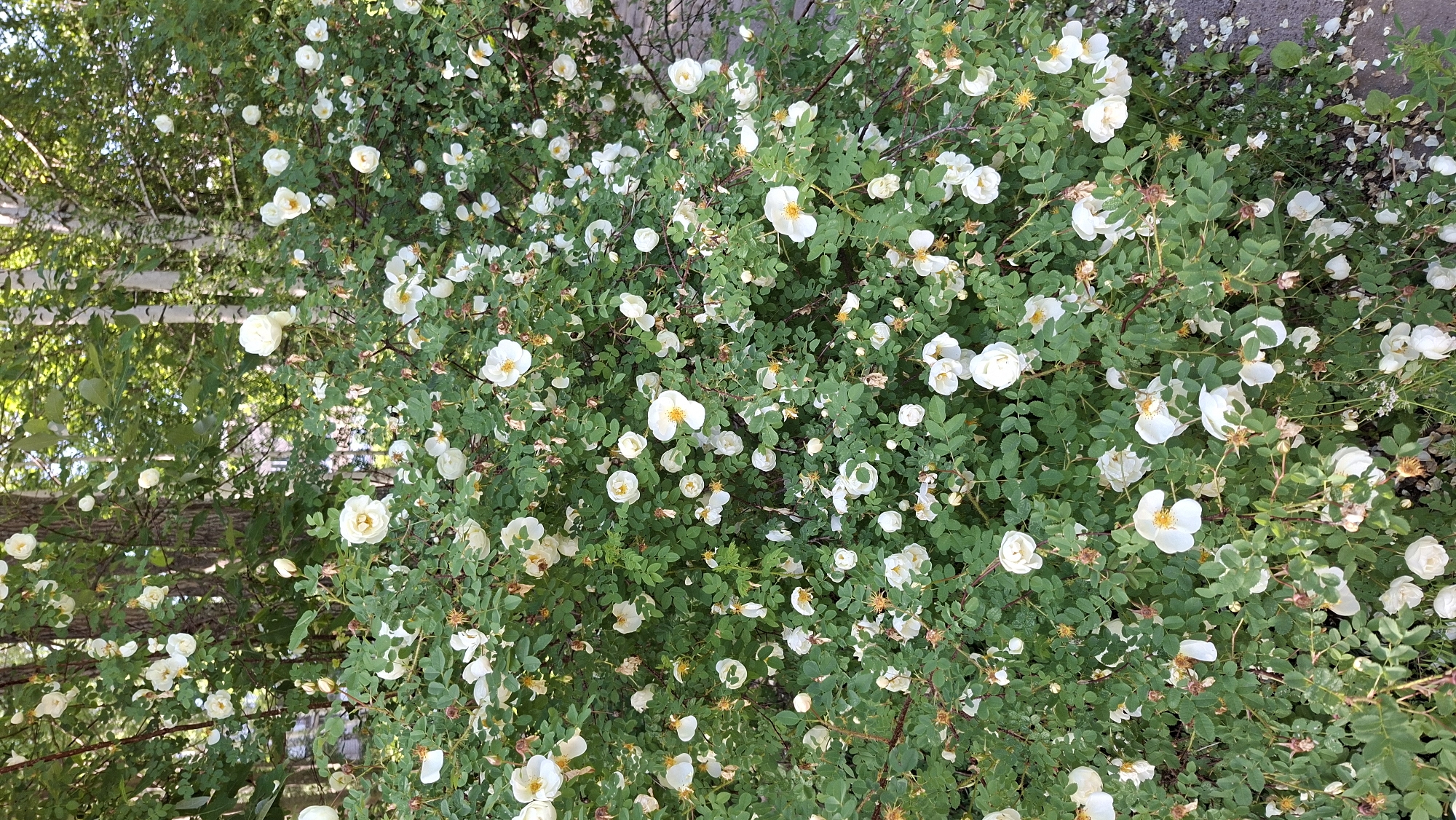 A dense, green shrub filled with numerous small, white roses with yellow centers is in full bloom. The shrub is situated outdoors, with dappled sunlight filtering through the leaves and flowers. In the background, the bark of several trees, likely birch due to their pale color and texture, is visible. The overall impression is one of abundant natural beauty. The image was taken in the city of Nytva, Russia.