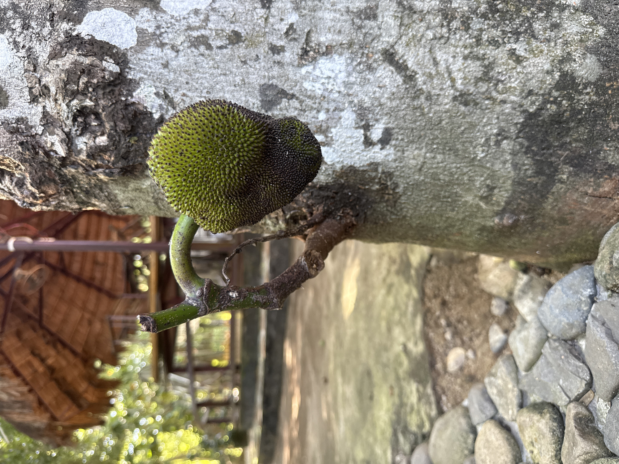 A small, unripe jackfruit is attached to a thick tree trunk on the grounds of a bamboo-thatched structure. The fruit is green with a spiky exterior and is growing on a bent branch. The tree bark is textured with patches of light and dark gray. In the background, out-of-focus trees and a paved area with scattered rocks are visible. The scene appears to be outdoors in a tropical or subtropical environment, possibly in Nam Khanh Vinh, Vietnam.