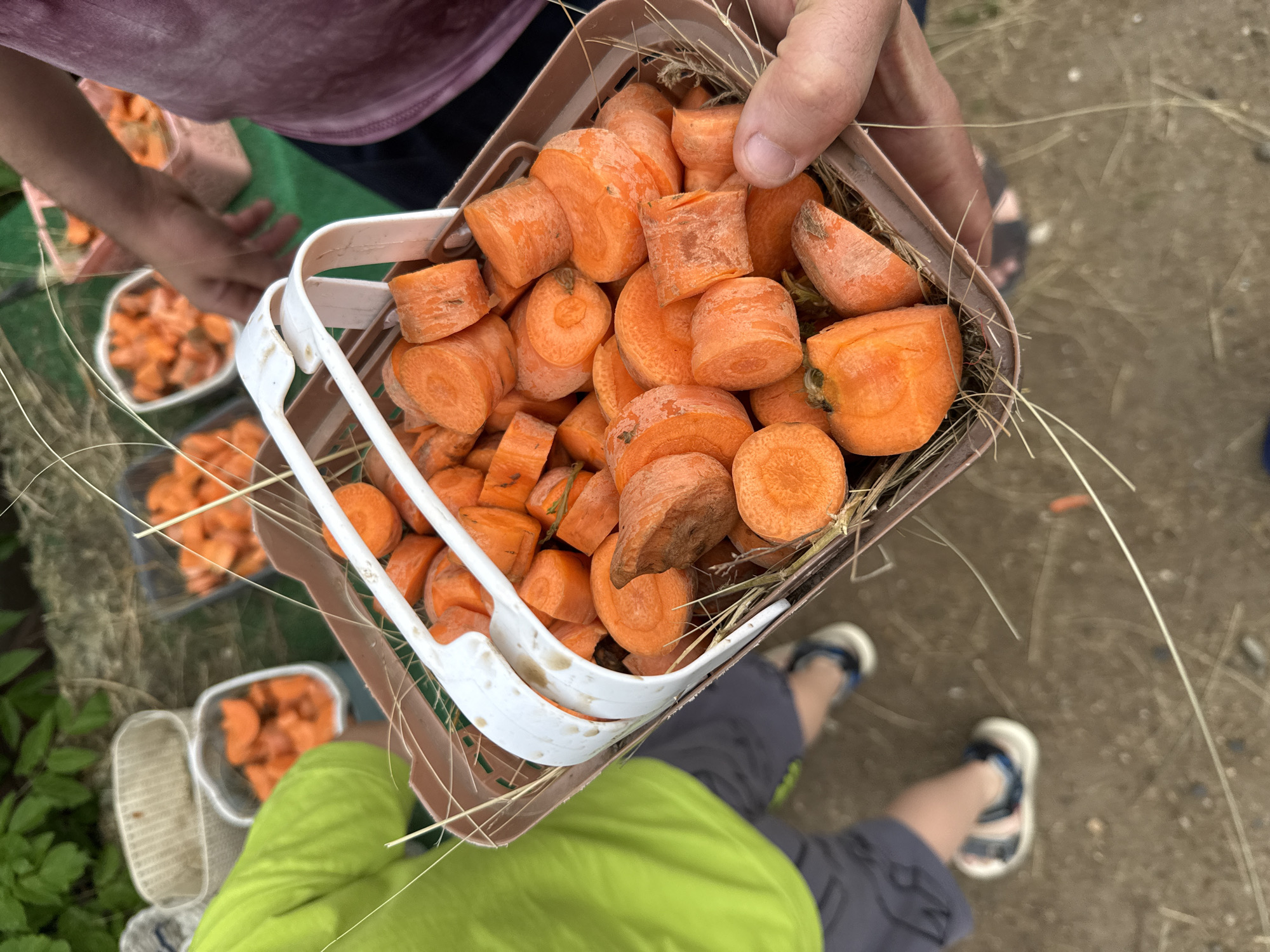 A high-angle, close-up shot captures a basket of sliced carrots held by a person's hand. The carrots are bright orange and appear fresh, some with green tops still attached. They are chopped into various sizes and shapes, filling the brown plastic basket. A white plastic tongs rests inside the basket, partially submerged in the carrots. The basket is situated outdoors, with a blurry green leafy background suggesting vegetation. In the lower left, the legs of a child wearing a bright lime green shirt and grey shorts are visible. The child is wearing sandals with blue and pink accents. Further back, another person in a pink shirt is partially visible, with a basket of carrots in the background. The ground is a muted brown, with scattered dry grass or straw. The scene suggests an outdoor market or a garden harvest.