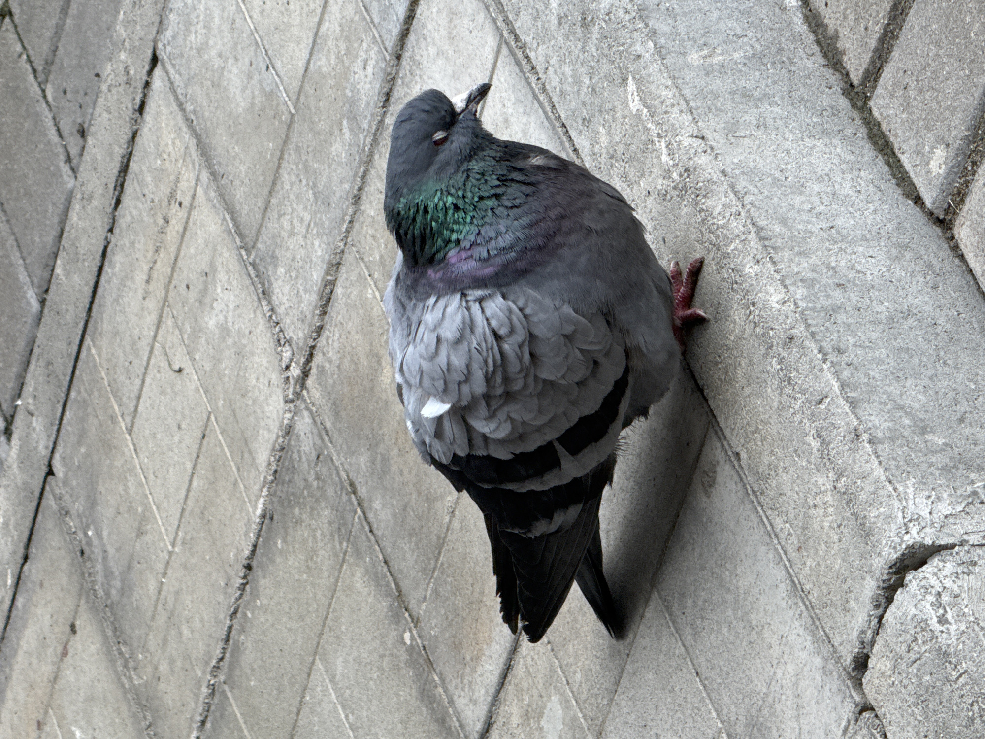 A pigeon with gray and iridescent green plumage is perched on a gray, angled brick wall in an outdoor setting. The bird is seen from above and to the side, with its head turned back and its beak slightly open. Its feet are visible on the brick surface. The background consists of the same gray brick wall, with the bricks laid in a herringbone pattern on one side and a more irregular pattern on the other.
