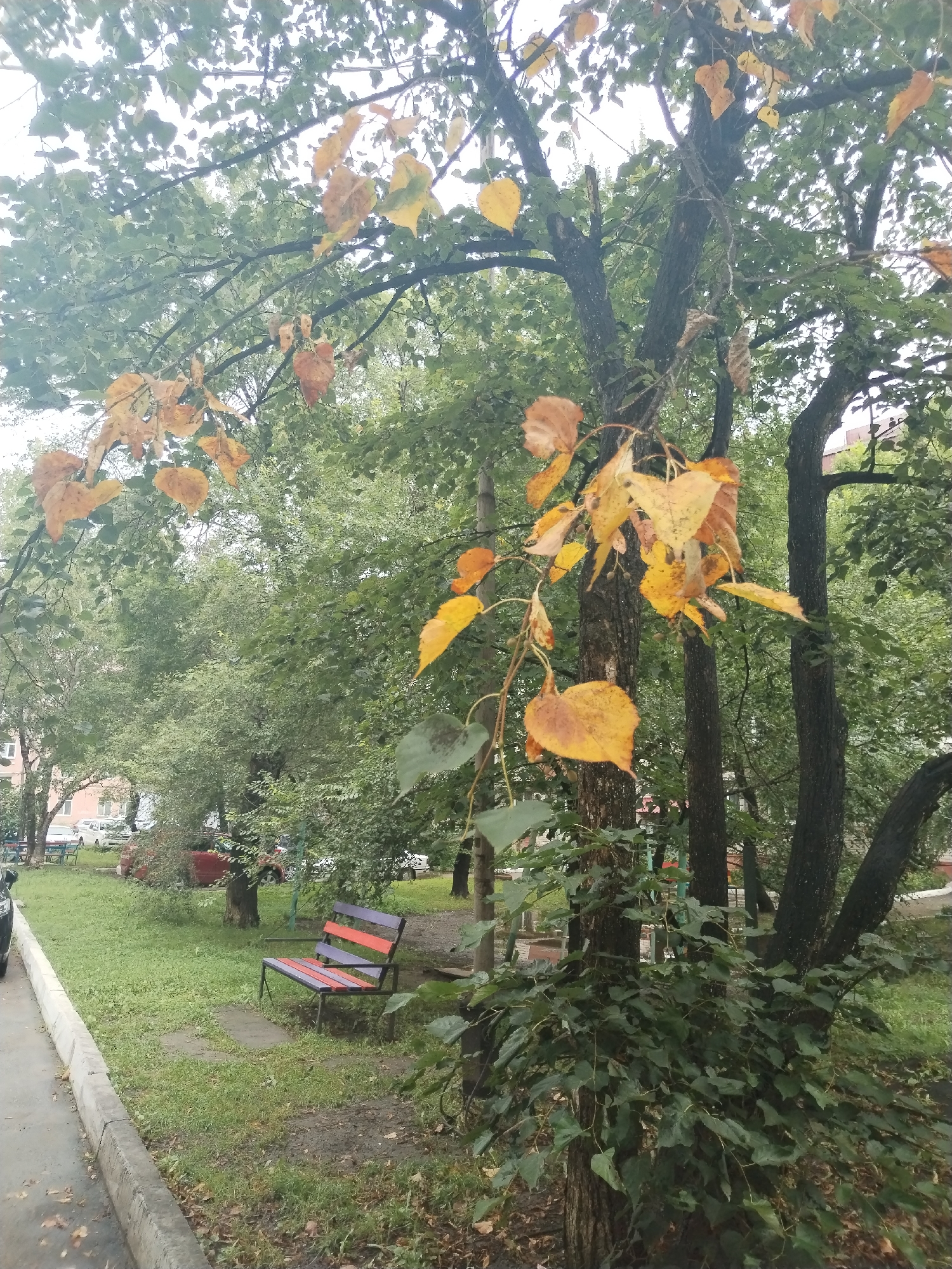 The image depicts an outdoor scene in Ussurijsk, Russia, likely a park or a residential courtyard, during an overcast day, possibly autumn. In the foreground, yellow and orange leaves hang from tree branches, some of which are bare. A dark tree trunk is prominent on the right side of the image, with a smaller tree trunk to its left. A bench with a slatted seat, painted in alternating purple and red stripes, sits on a patch of grass to the left of the trees. Behind the bench, there is a path made of stone slabs. The ground is covered with grass and fallen leaves. In the background, more trees with green foliage are visible, along with buildings and parked cars, suggesting an urban environment. The overall impression is a quiet, somewhat melancholic scene typical of transitional seasons in a city park.
