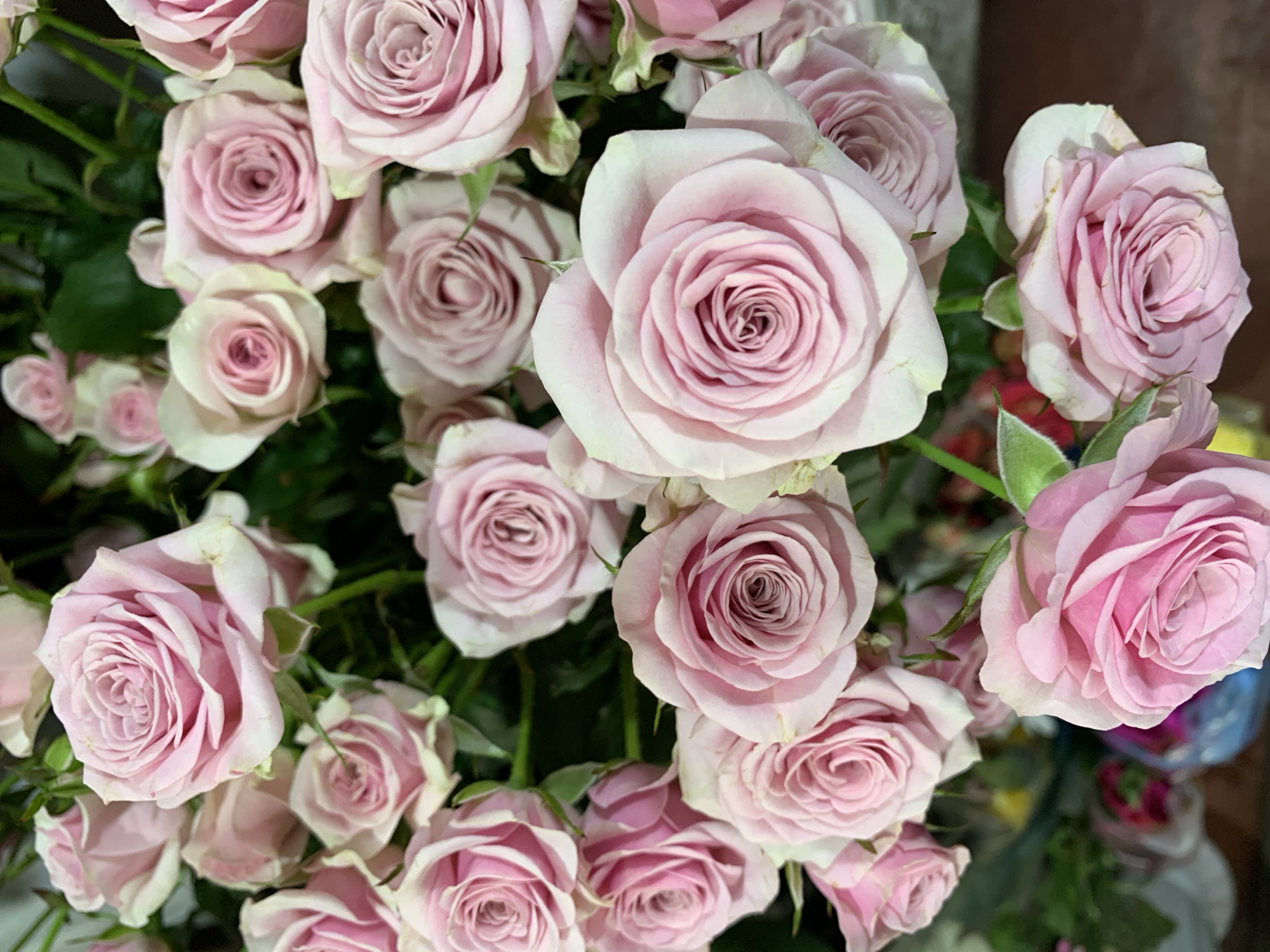 This is a close-up, top-down shot of a bouquet of light pink roses. The roses are in various stages of bloom, with many showcasing intricate petal formations. Some roses are fully open, revealing their tightly spiraled centers, while others are still developing. The petals are soft and delicate, with subtle variations in color ranging from a pale blush to a slightly deeper pink. Green stems and leaves are visible between the flowers, adding a natural contrast. The background is dark and blurred, likely due to the shallow depth of field, which keeps the focus on the roses. There are no people or specific landmarks visible in this image that would indicate a location in the city of Sumy, Ukraine. The scene appears to be an indoor setting, possibly a floral shop or a home.