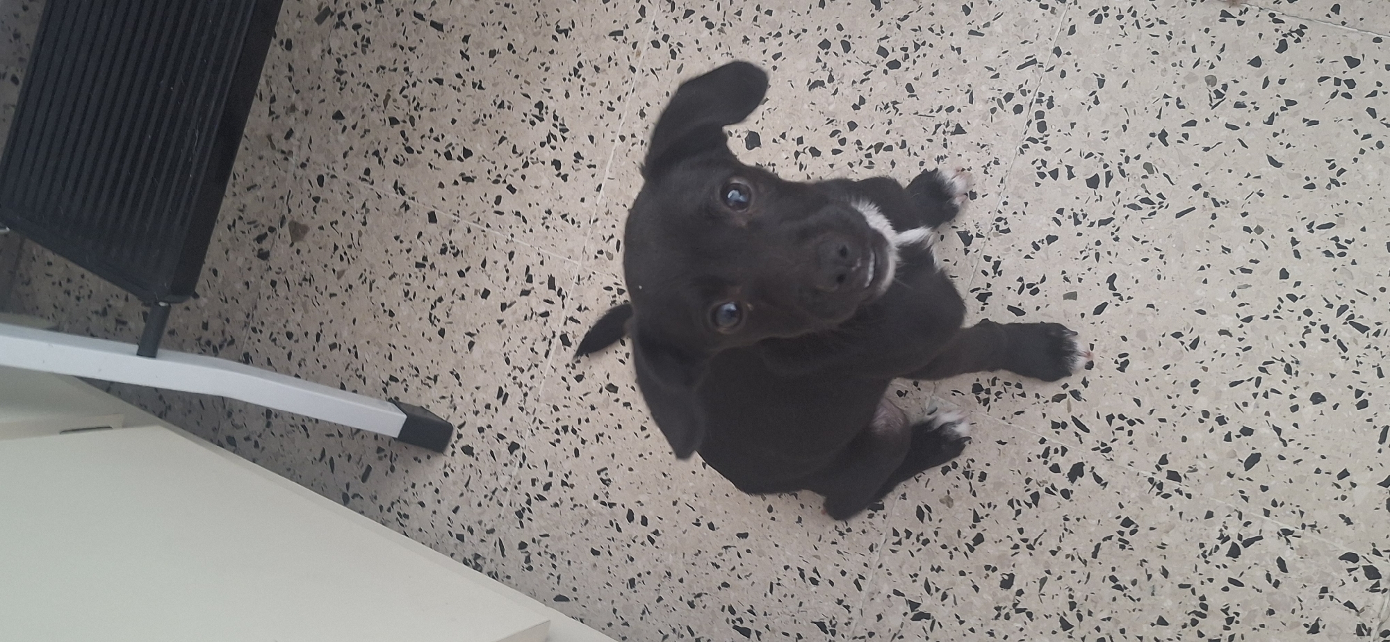 A black dog with white markings on its chest and paws sits on a beige terrazzo floor with dark speckles. The dog is looking up at the camera. A black and white stepladder is partially visible in the upper left corner of the frame, and part of a white cabinet is visible in the lower left. The location is not specified and therefore cannot be stated.