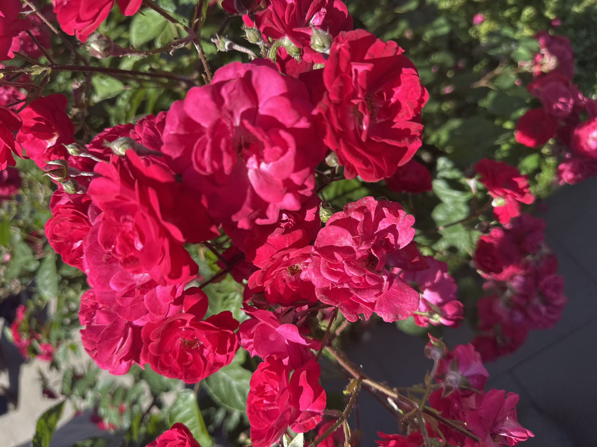 The image is a close-up, eye-level, medium shot of a cluster of vibrant pink roses blooming on a bush. The roses are the primary subject, with many fully bloomed flowers and some developing buds. The petals are richly colored and textured, with some appearing slightly ruffled. The background consists of green leaves and branches of the rose bush, some of which are in sharp focus while others are softly blurred. The scene appears to be outdoors on a sunny day, as indicated by the bright lighting and shadows. The overall impression is one of natural beauty and vibrant floral growth. The location in Sancaktepe, Turkey, suggests this scene is in a park, garden, or residential area where rose bushes are cultivated. There are no people or animals visible in the image.