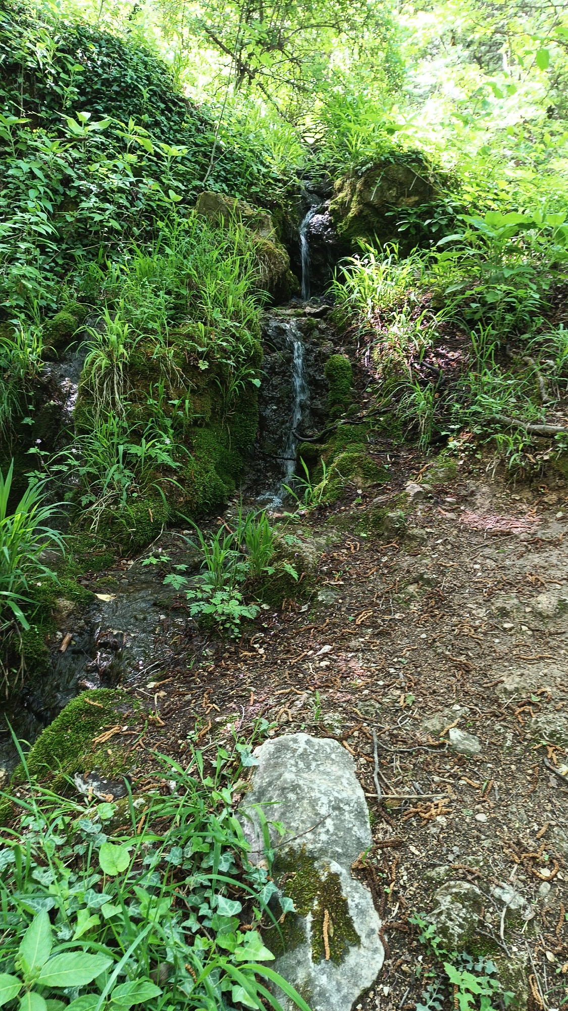 The image shows a small waterfall cascading down a mossy rock face in a lush, green environment. The waterfall is narrow, with water flowing over the rocks in several tiers. The surrounding area is covered in dense vegetation, including grass, moss, and various plants. The ground is a mix of dirt, rocks, and fallen leaves. In the foreground, there is a moss-covered rock. It is likely located in the region of Bachkovo, Bulgaria, given the prompt. There are no people visible in the image.