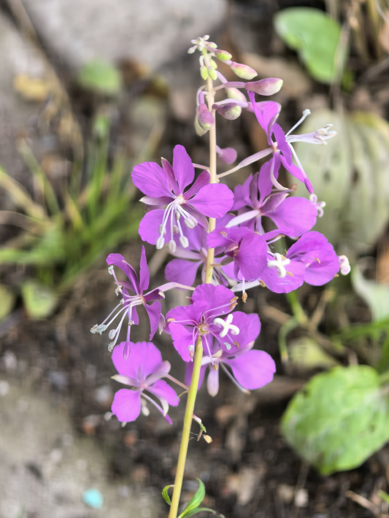 A close-up, vertical shot captures a stalk of vibrant purple flowers with thin white stamens. The flowers are in various stages of bloom, with some fully open and others still as buds. The background is softly blurred, showing earthy tones, green foliage, and what appears to be some light-colored, textured material, possibly concrete or stone. The lighting suggests an outdoor setting, likely during the day. The image does not contain any people or indicate any specific actions or interactions. It is impossible to determine the specific location within Sterlitamak, Russia, from the visual information provided.