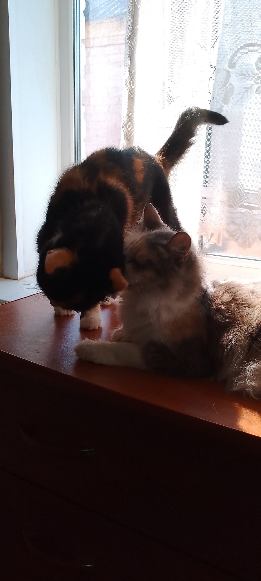 Two cats are on a wooden surface, possibly a dresser or table, near a window with white lace curtains. One cat, a calico, is bending down and sniffing something on the surface. The other cat, a fluffy grey and white tabby, is lying down and looking towards the calico cat. Sunlight is streaming through the window, creating bright highlights and shadows. The background shows a brick building outside the window. The scene appears to be indoors in a domestic setting in Belgorod, Russia.