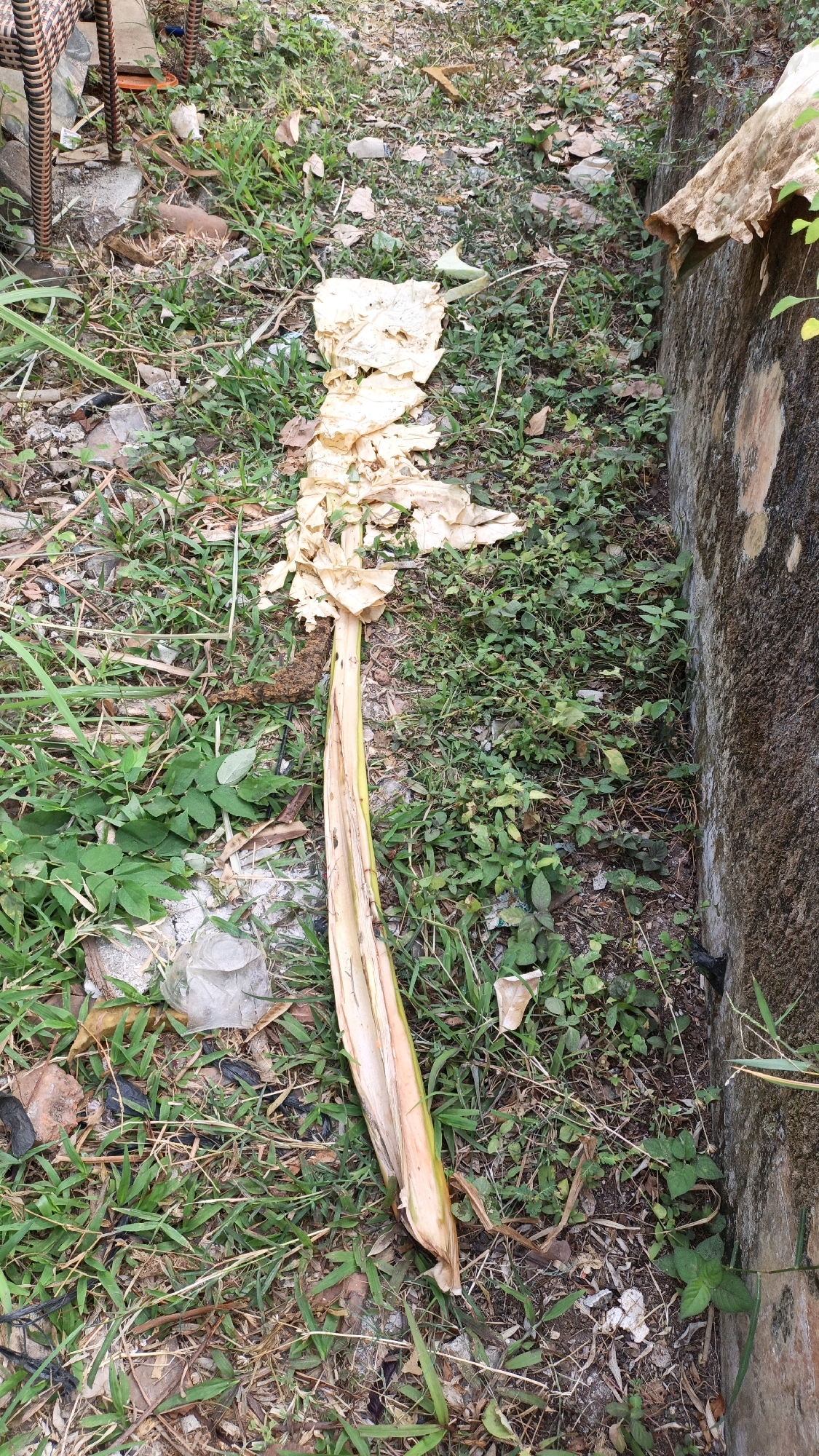 A long, dried-out banana plant trunk lies on the ground, its fibrous outer layers peeling away. The plant is situated outdoors, on the ground covered with grass and dry leaves. To the right of the plant is a concrete wall, likely part of a building. The scene appears to be located in a relatively unkempt outdoor area, possibly a backyard or an undeveloped plot of land. The image does not provide any specific visual cues to confirm its location within Cikal, Indonesia, but the presence of a banana plant suggests a tropical or subtropical climate. There are no people or animals visible in the image, and no actions or interactions are depicted.