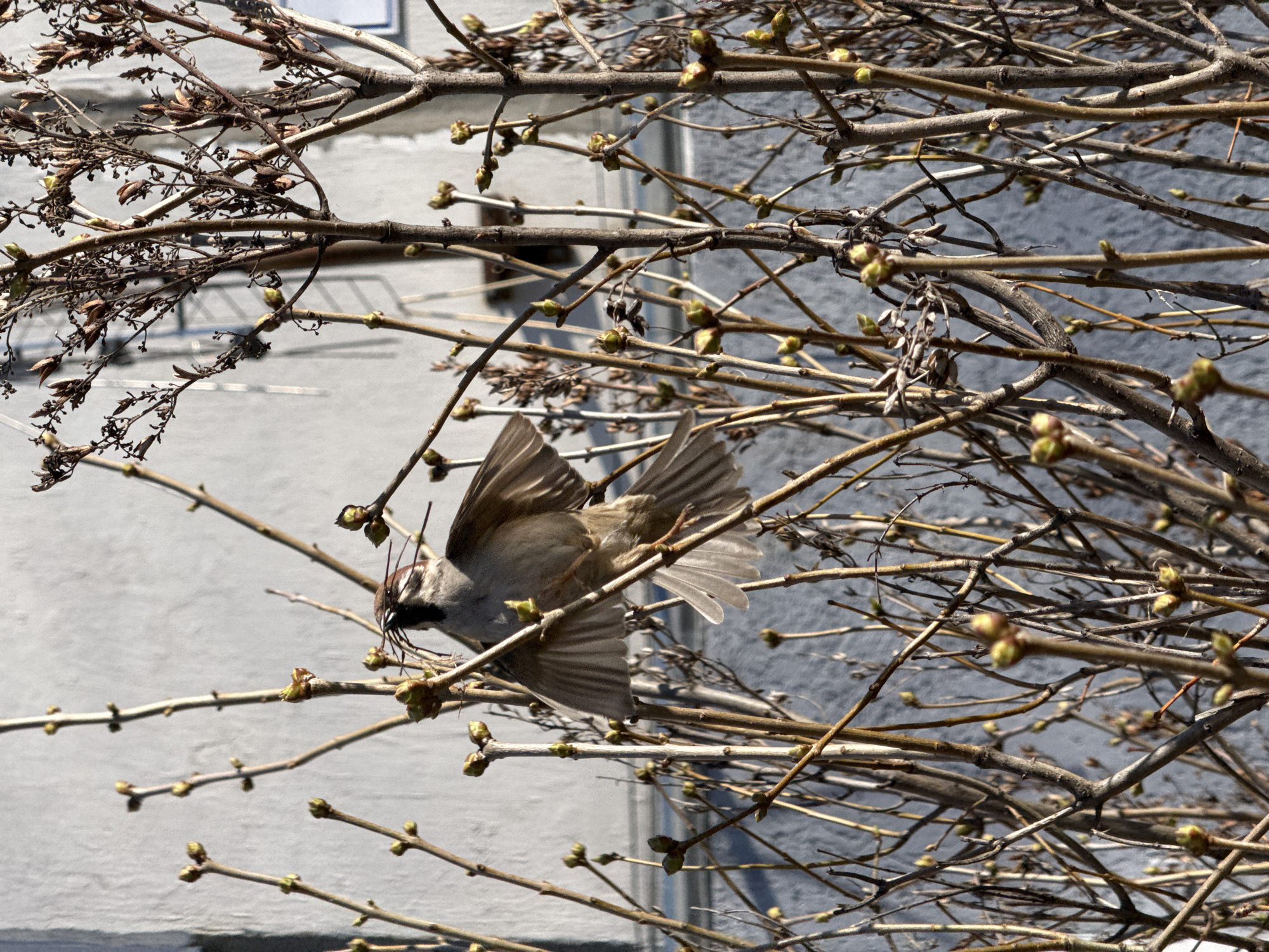 A sparrow is in flight amidst the branches of a tree. The bird has twigs or plant material in its beak, and its wings are outstretched. The tree branches are bare, but there are buds beginning to appear. A building wall is visible in the background. The location is unidentified.