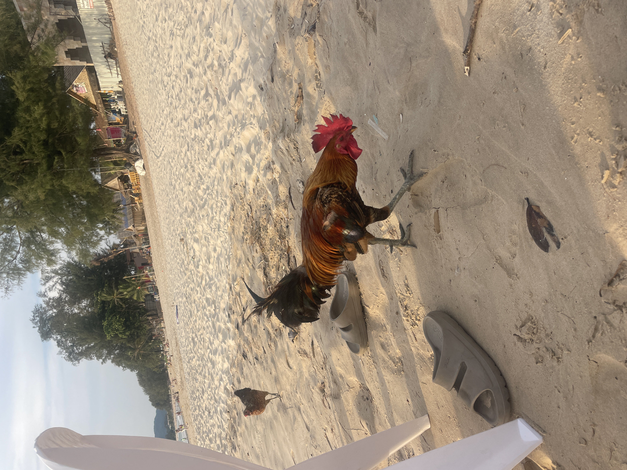 The scene is on a beach in Choeng Thale, Thailand. A rooster stands prominently in the foreground, its reddish-brown plumage and red comb clearly visible. Near the rooster is a pair of gray sandals and another chicken. In the background, there is vegetation, trees, and some structures along the beach. The beach sand is light-colored.
