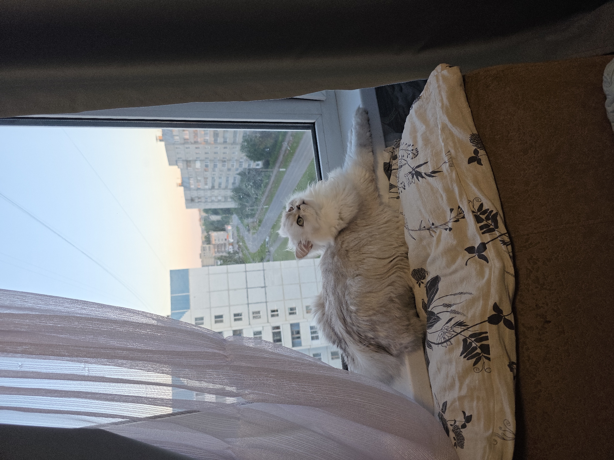A fluffy, light-colored cat with large eyes is perched on a windowsill, looking up and to the left. The cat is positioned on top of a pillow with a dark floral pattern. The windowsill is white, and the cat's right paw rests on it. Behind the cat, a window offers a view of an urban landscape. In the distance, apartment buildings, some of which are light-colored with visible windows and balconies, dominate the skyline. A road or street runs through the cityscape, and trees are scattered throughout. The sky above is a pale blue, transitioning to a soft pinkish hue near the horizon, indicating either sunrise or sunset. To the left of the cat, a sheer, white curtain hangs, partially obscuring the view. To the right, a dark gray curtain is drawn, framing the window. The overall setting appears to be an interior room in Novocheboksarsk, Russia.
