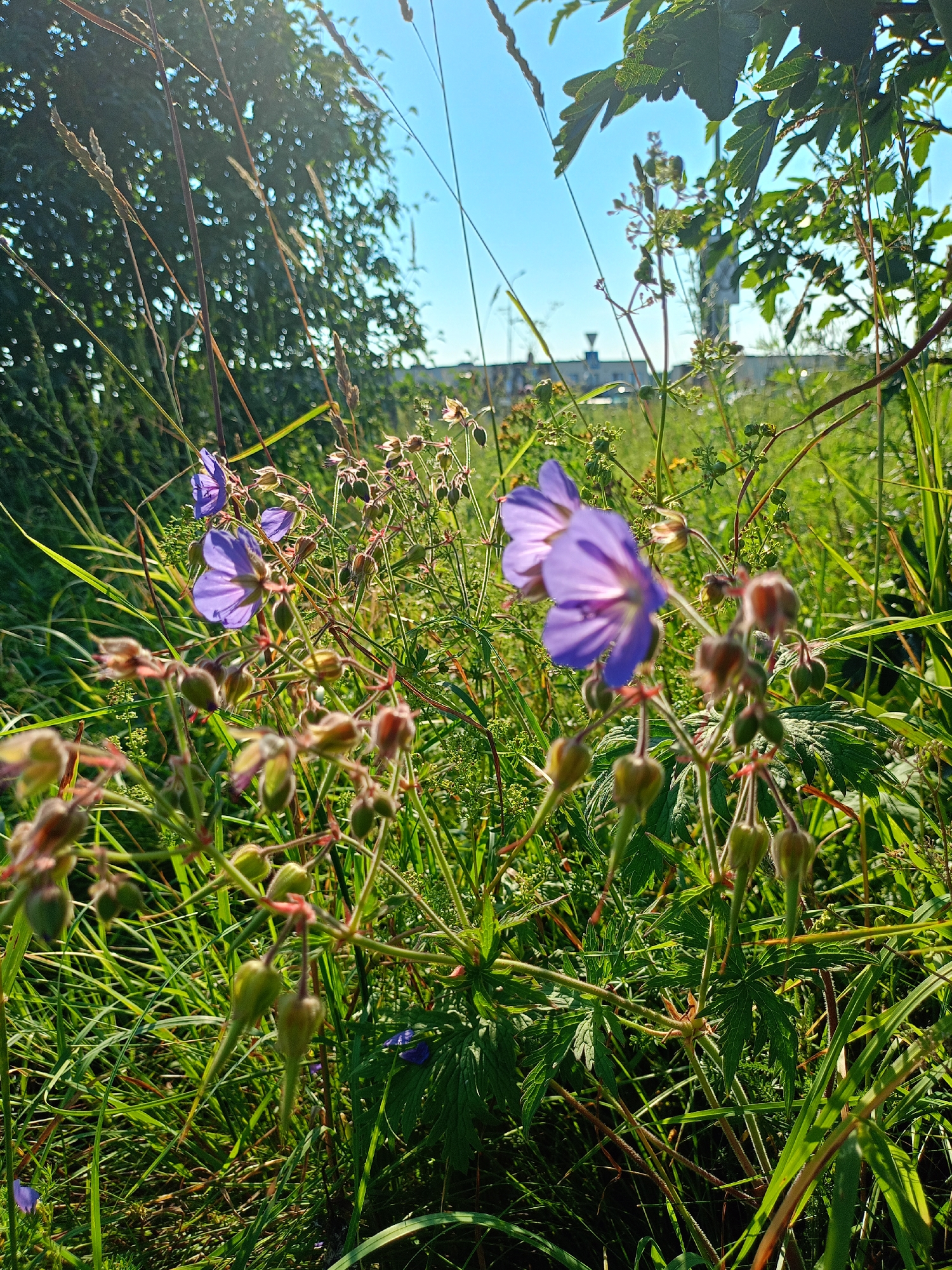The image depicts a close-up, low-angle view of wildflowers and tall grasses against a bright blue sky. Several purple geranium flowers are in bloom, with their petals translucent from the backlight. Numerous seed pods hang from stalks, some appearing elongated and pointed. The foreground is dominated by the lush green foliage of grass and various plants, with some dry stalks interspersed. In the background, out of focus, is a hint of buildings and possibly trees, suggesting an urban or semi-urban environment. The scene is set in Peetri alevik, Estonia, during daylight hours, with sunlight creating highlights and shadows throughout the vegetation. No people are visible.