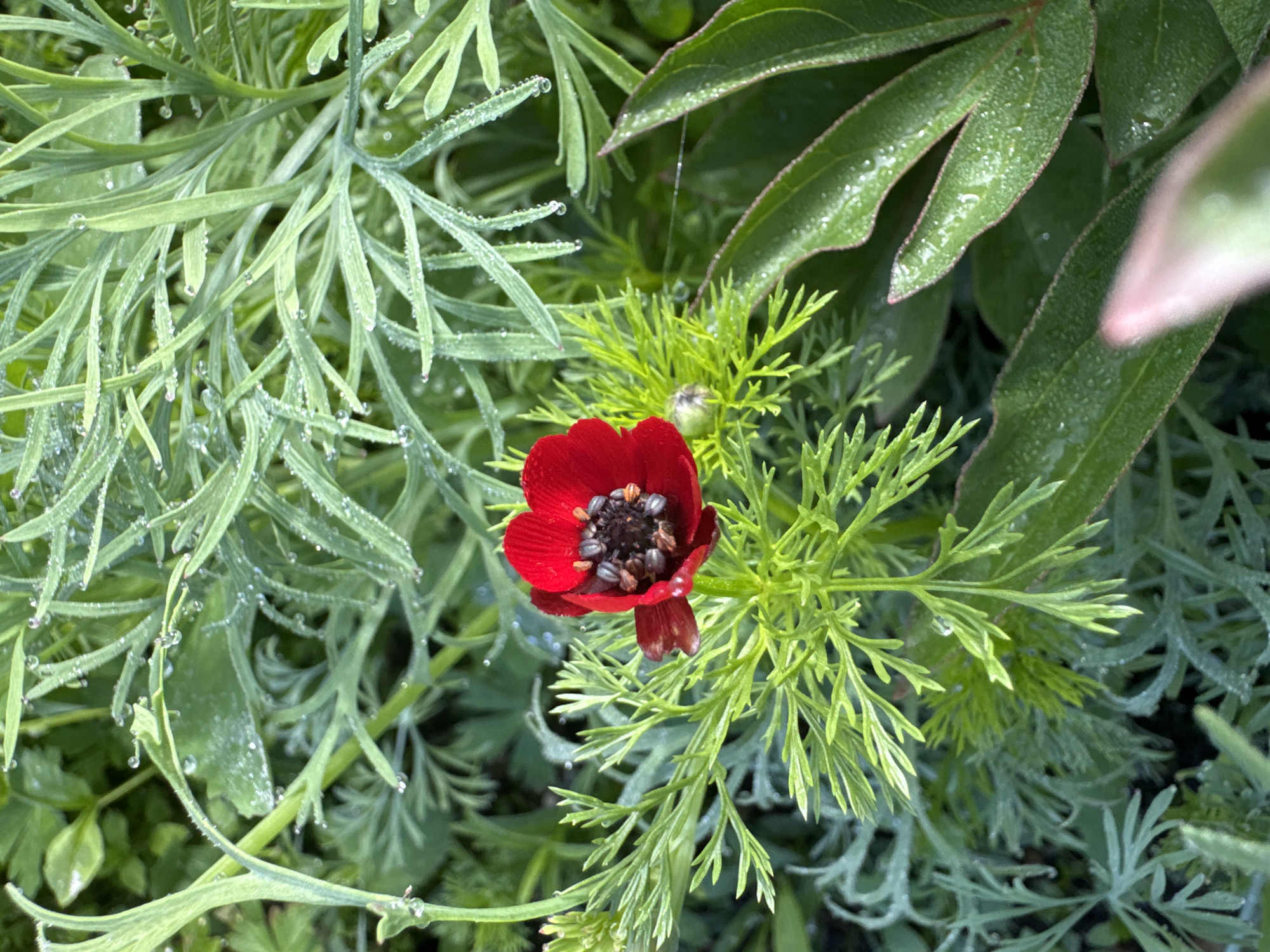 A close-up, eye-level shot captures a solitary red flower with dark stamens, surrounded by lush green foliage. The leaves are adorned with numerous water droplets, suggesting a recent rainfall or morning dew. The flower is the central subject, with its vibrant red petals contrasting against the softer greens. The surrounding plants are varied, with feathery leaves and broader, more pointed ones visible. The scene appears to be in a natural or garden setting. The image was taken in Urazovo, Russia.