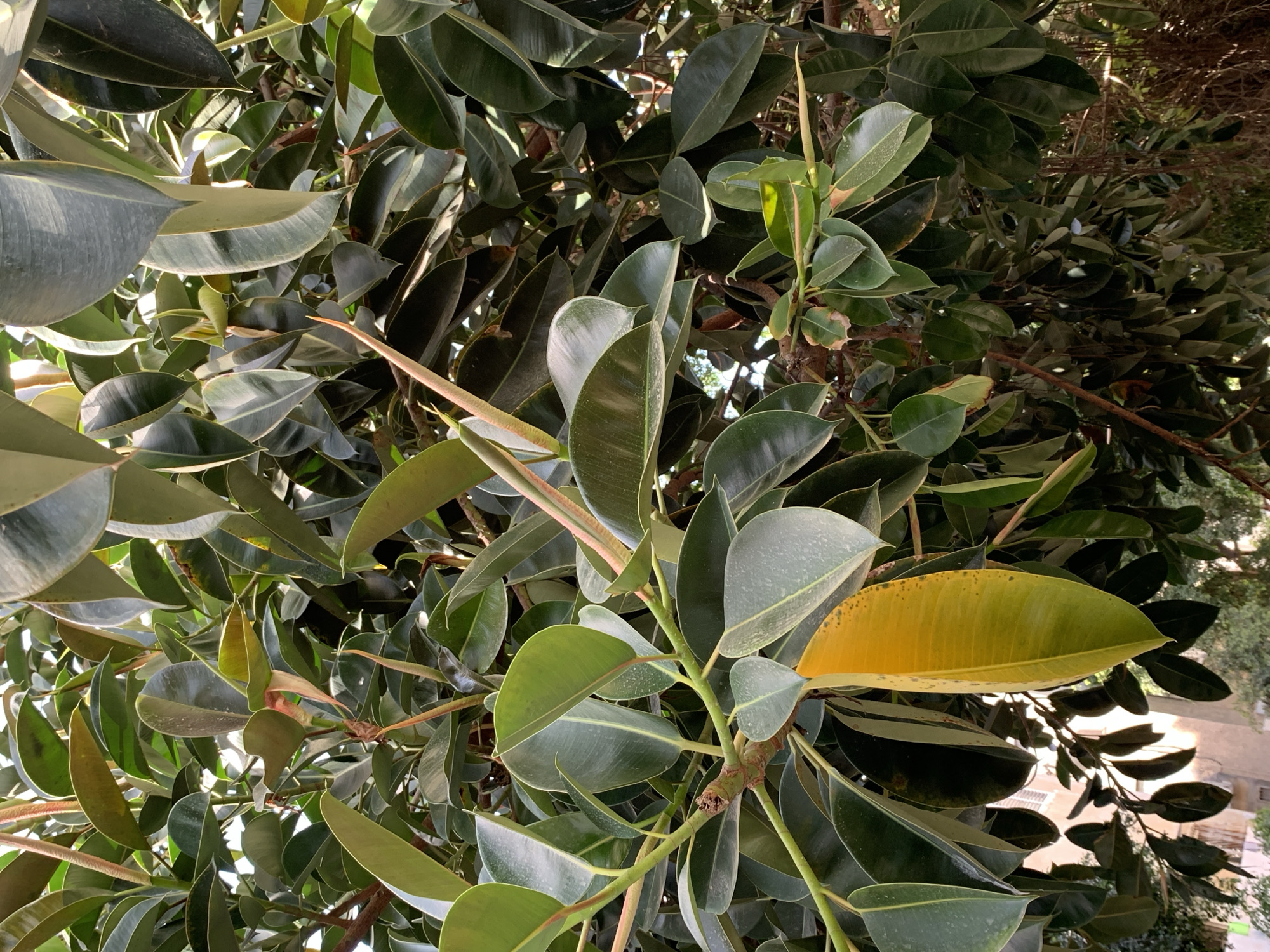 The image shows a close-up of a rubber plant, likely located outdoors. The leaves are mostly green with some showing yellowing. The lighting appears to be natural, suggesting it's daytime. The background is a mix of other plants and a glimpse of what appears to be a building. While it is claimed to be in Tel-Aviv, Israel, there is nothing apparent in the image that can explicitly indicate its location within the city.