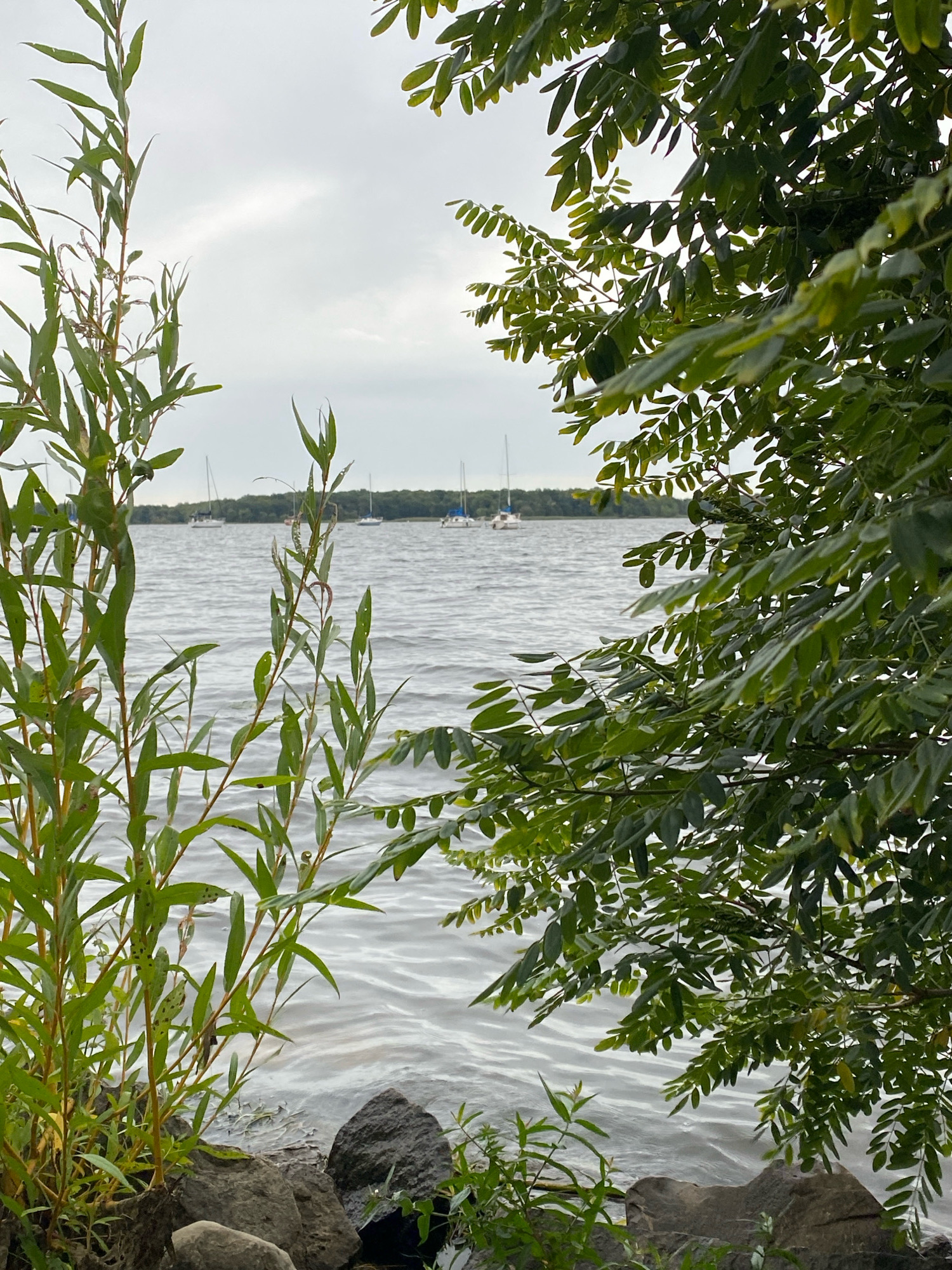 The image depicts a serene lake scene, likely within the municipality of Baie-D'Urfé, Canada, viewed from the shore. In the foreground, on the left side, tall, thin green stalks of vegetation with slender leaves grow upwards. To the right, a dense cluster of dark green leaves from a tree branches into the frame, obscuring part of the background. The lake's surface is rippled and reflects the overcast sky, which is a pale grey with hints of white clouds. Several sailboats are visible in the middle ground, anchored or drifting on the water. The distant shoreline is lined with a dense band of green trees. Large, dark grey rocks are present along the immediate foreground, with smaller green plants growing amongst them.