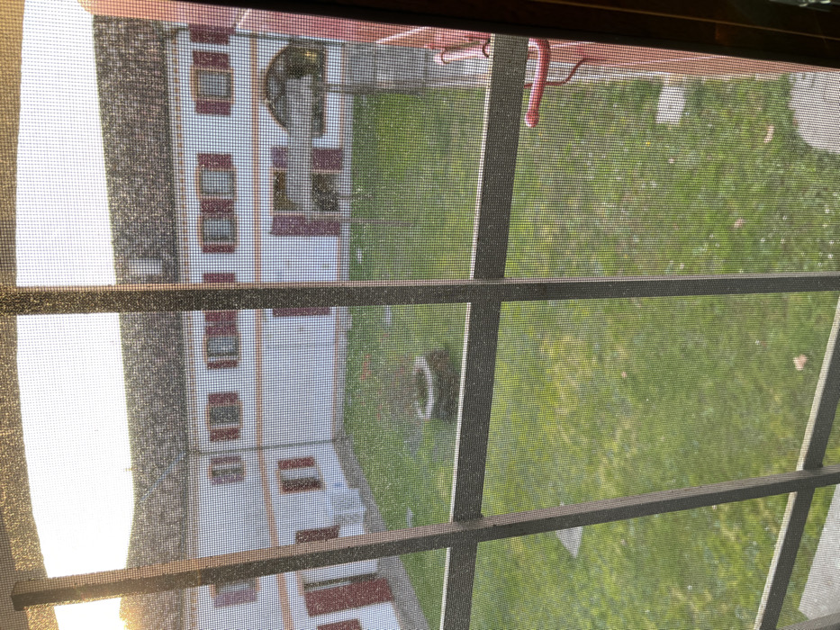 The scene is viewed through a window screen. A multi-story building with red window trim stands adjacent to a green lawn. The building’s facade is mostly white. A small black and white dog sits on the grass. A red clothesline hangs overhead. The window frame is visible, with its horizontal and vertical bars creating a grid pattern. Light is bright on the left side of the image.