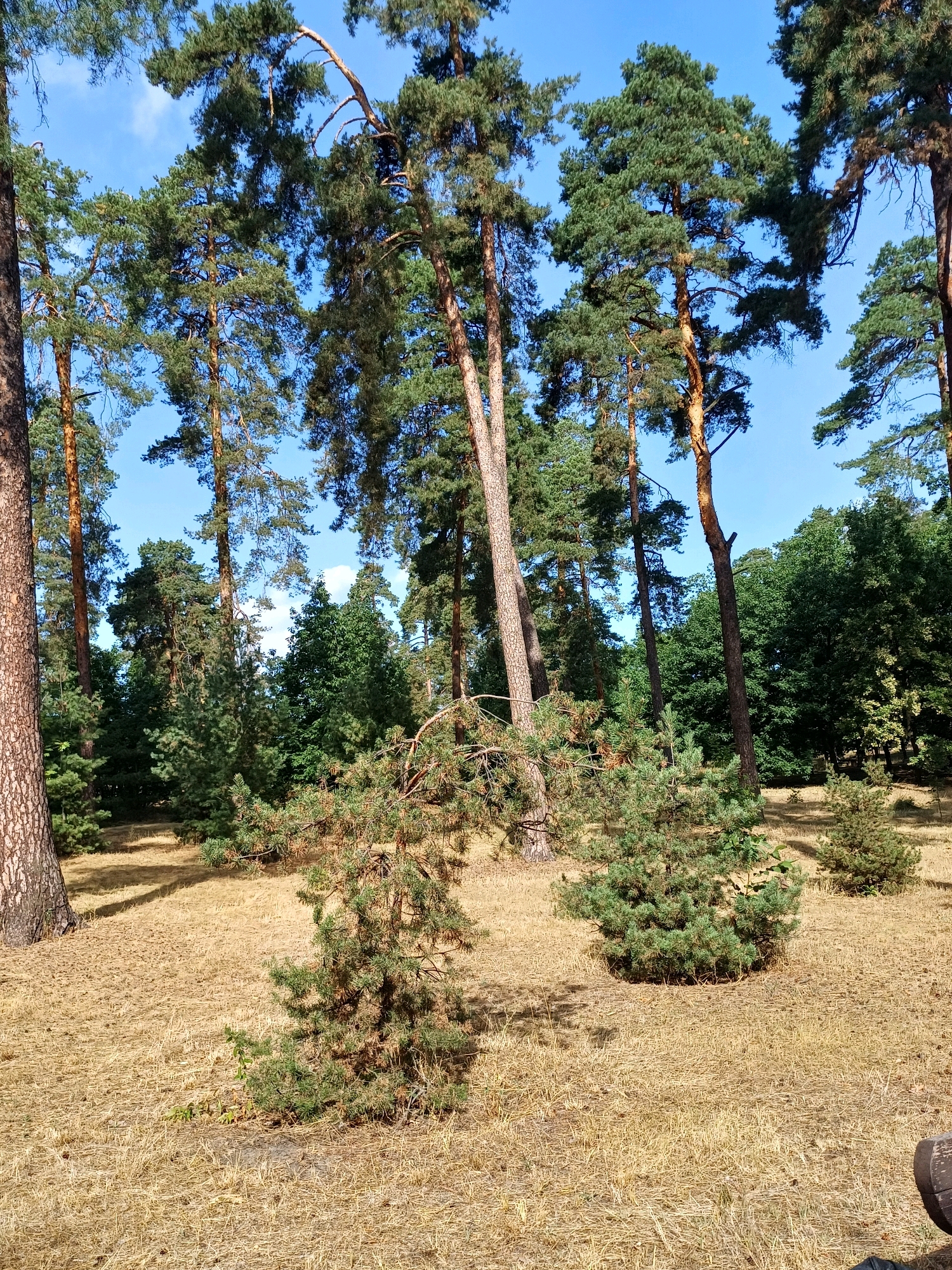 The image shows a forest floor covered in dry grass and pine needles, with several pine trees of varying sizes. In the background, a denser forest of green trees creates a natural border. The sky above is a clear blue with a few wisps of white clouds. The scene appears to be a natural park or forest area. While the image itself does not provide direct clues to its location within Kyiv, Ukraine, such forest areas are common in and around the city, for example, in **Feofaniya Park**, **Mariiinsky Park**, or the **Pirogovo Open-Air Museum**. The overall impression is one of a peaceful, sun-drenched day in a natural setting.