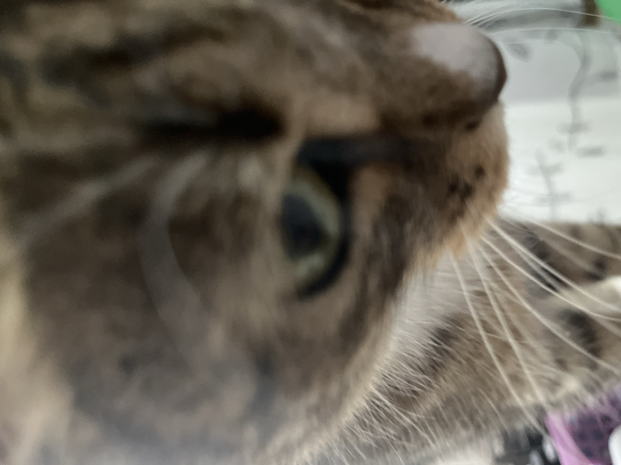 A close-up, blurred image captures the head and face of a tabby cat. The cat's eye is partially visible, exhibiting a green hue. The cat's fur appears to be primarily brown and grey with darker stripes, characteristic of a tabby pattern. The focus is soft, resulting in a lack of clear definition. The cat has prominent whiskers. No evidence is present that points to the location being Izhevsk, Russia.