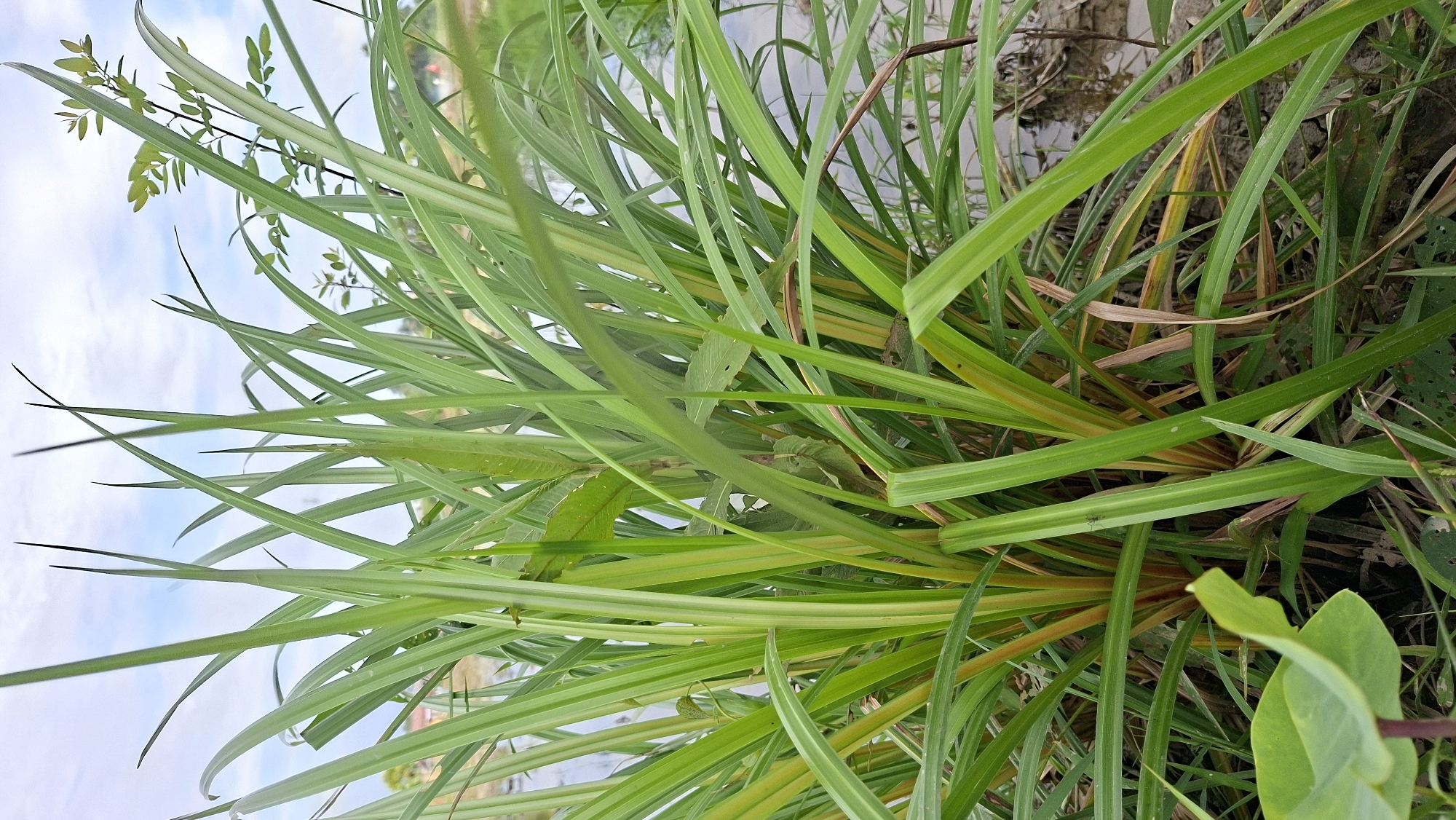 In the city of Kutaglumpang, Indonesia, an outdoor scene is captured, focusing on a cluster of tall, green grass with some yellowing at the base. The grass is lush and dense, with long, blade-like leaves reaching upwards towards a pale blue sky with scattered white clouds. In the background, a body of water, possibly a pond or river, is visible, with some dry vegetation and mud along its edge. The overall environment suggests a natural, undeveloped area within or near the city. There are no people or specific actions depicted.