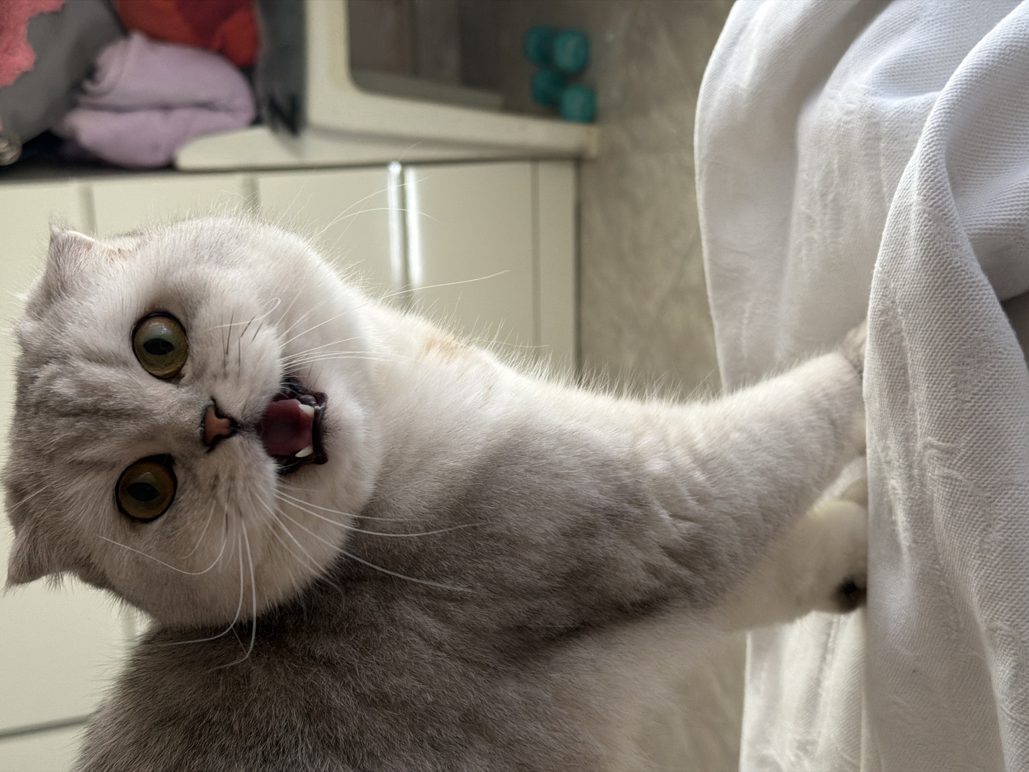 A close-up, head-on, eye-level shot shows a Scottish Fold cat with its mouth open, appearing to meow or yawn. The cat is predominantly grey and white, with large, round, yellow-green eyes and folded ears. It is standing on a white textured surface, possibly a blanket or towel. The background is blurred and includes a white cabinet with some folded clothing in pink and red, and two teal objects on the floor. The lighting is natural and comes from the front, illuminating the cat's face. There is no visible indication of the location being Rome, Italy.