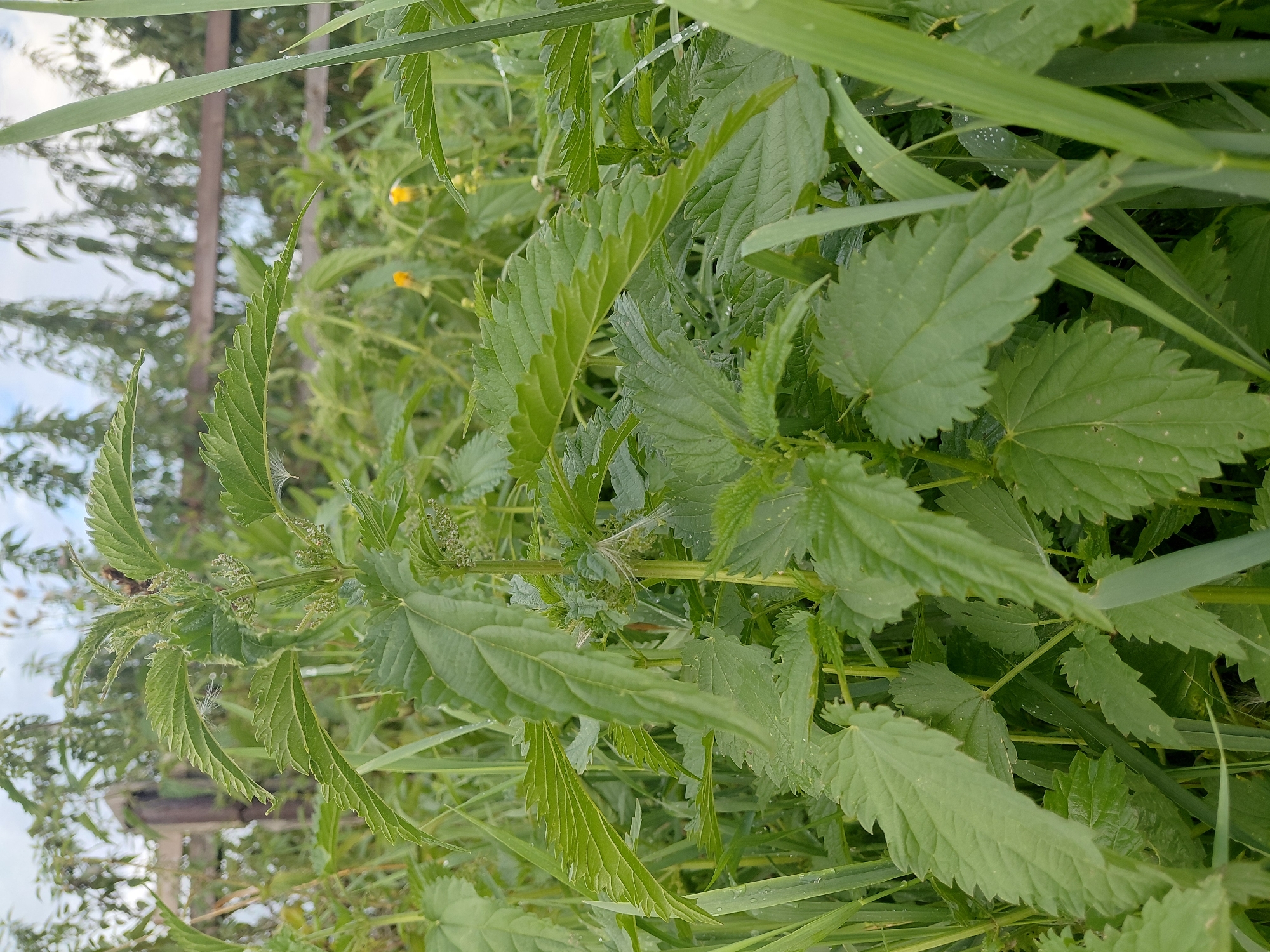 A close-up, eye-level shot focuses on a patch of vibrant green stinging nettles in Malinovka, Russia. The nettles are in the foreground, with their serrated leaves and small, clustered flowers clearly visible. Water droplets are scattered across the leaves, suggesting recent rain or dew. In the background, a wooden fence runs horizontally across the image, partially obscured by more foliage and tall grass. A few yellow wildflowers can be seen in the distance, adding a touch of color to the otherwise predominantly green scene. The sky above is overcast with hints of blue peeking through. There are no people or animals present in the image. The scene depicts a natural, uncultivated area likely on the outskirts of the city.