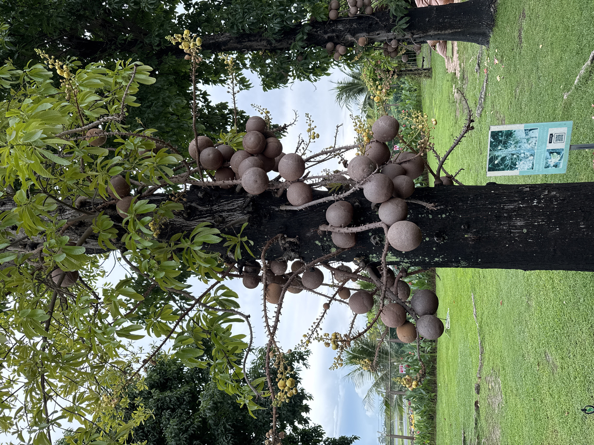The image shows a cannonball tree (Couroupita guianensis) in a park-like setting, likely within the city of บ้านบางรักษ์, Thailand. The tree's dark brown trunk supports numerous branches laden with spherical, brown fruits. Green leaves are interspersed among the branches. In the background, a grassy area with another tree and an informational sign can be seen.