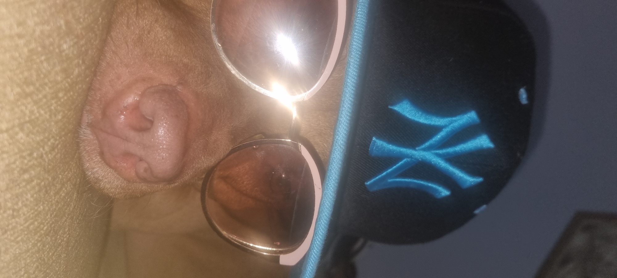 The image presents a close-up, horizontally oriented view of what appears to be a tan or light brown dog wearing sunglasses and a baseball cap. The subject's left ear is prominent on the far left, showing a light pink, slightly moist interior surrounded by short, fine fur.
The dog is outfitted with a pair of aviator-style sunglasses featuring large, reflective, rose-tinted or brown lenses and a light-colored frame. A bright light source creates a noticeable glare on the upper lens. A portion of the dog's snout, with its textured skin, is visible beneath the lower lens.
On the right side of the frame, a black baseball cap is positioned on the dog's head. The cap displays a distinctive light blue embroidered "NY" logo, indicative of the New York Yankees team. The textured fabric and stitching of the cap are clearly visible.
The background includes a soft, textured, light beige fabric on the far left, possibly a blanket or pillow, and a plain, dark grey or blue surface on the far right. The overall impression is one of a humorous or playful portrayal of a pet. No specific time of day or location is discernible beyond an indoor setting.