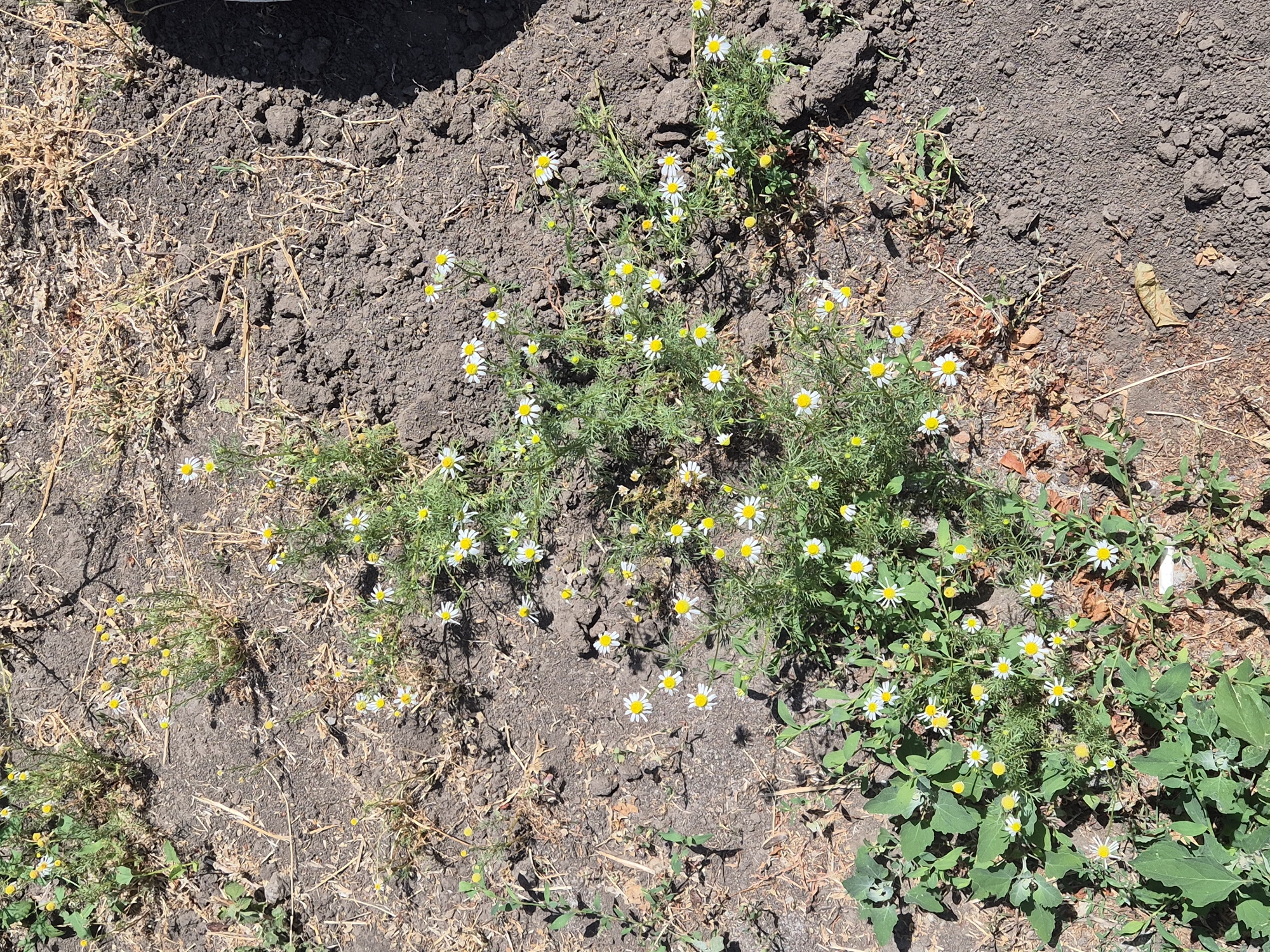 This is a high-angle, medium shot of a patch of ground with sparse vegetation and dry grasses, characteristic of an outdoor environment in Sozonivka, Ukraine. The ground is primarily dark, loose soil with some visible clods and dry, brown plant matter scattered throughout. A cluster of small, white wildflowers with yellow centers, resembling chamomile, are growing in the soil. These flowers are predominantly in the center and lower left portions of the image. To the far left, several larger, green leaves of a different plant are visible. The overall scene depicts a natural, undeveloped area. There are no people or animals present, and no objects or actions are discernable beyond the natural state of the vegetation and soil. The lighting suggests it is daytime with strong sunlight, casting shadows.