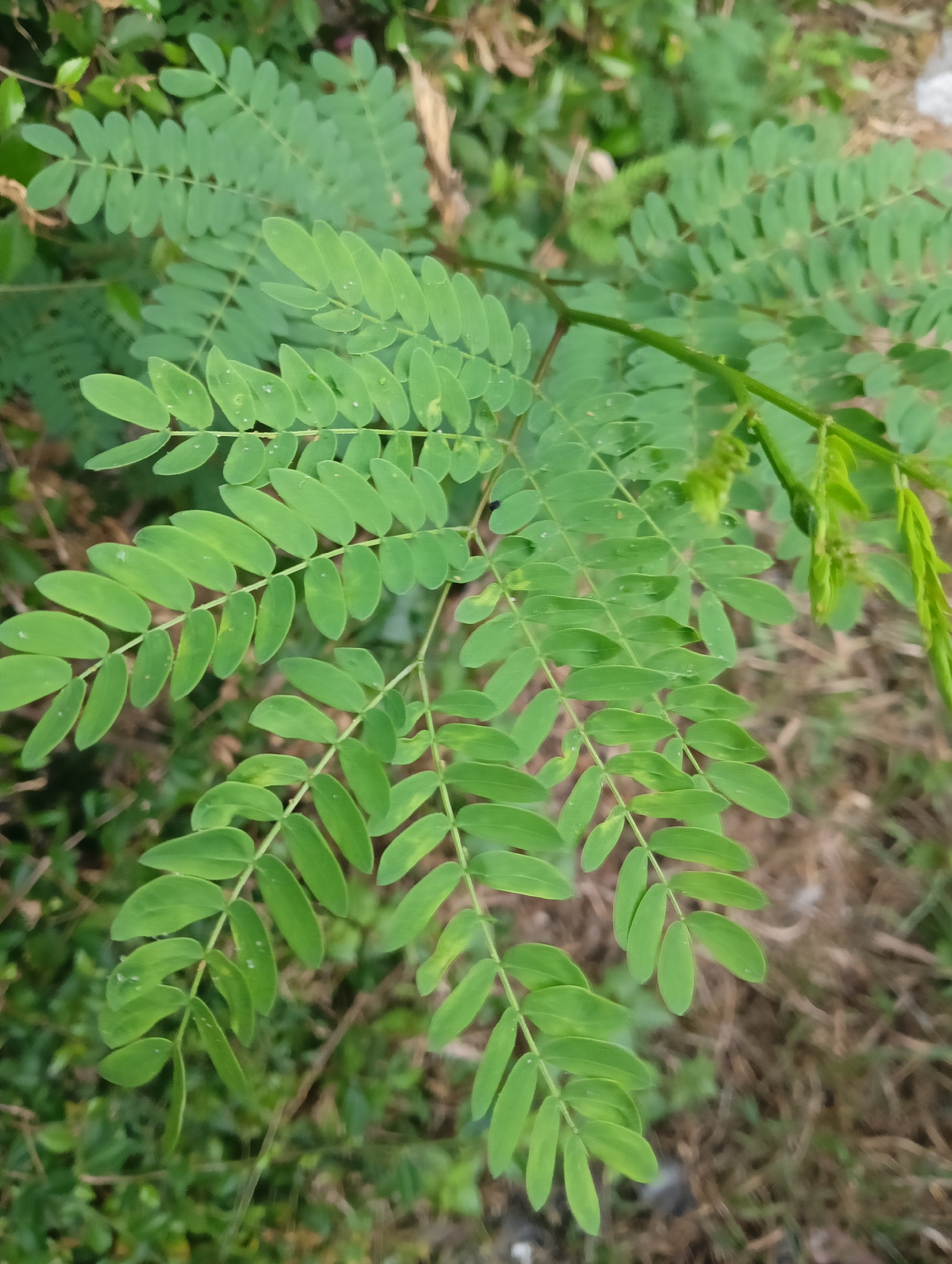 A close-up, vertical shot showcases the feathery, compound leaves of a plant, possibly Mimosa or a related species. The leaves are a vibrant green, with each leaflet oval-shaped and arranged oppositely along the central stem. Small, transparent water droplets are visible on some of the leaves. The background is a blur of green foliage and brown, dry earth, suggesting an outdoor environment. The lighting is natural, with a slight dappled effect. The scene appears to be in an uncultivated area, typical of the outskirts of a city like Megamendung, Indonesia, where such vegetation is common. There are no people or animals present in the image.