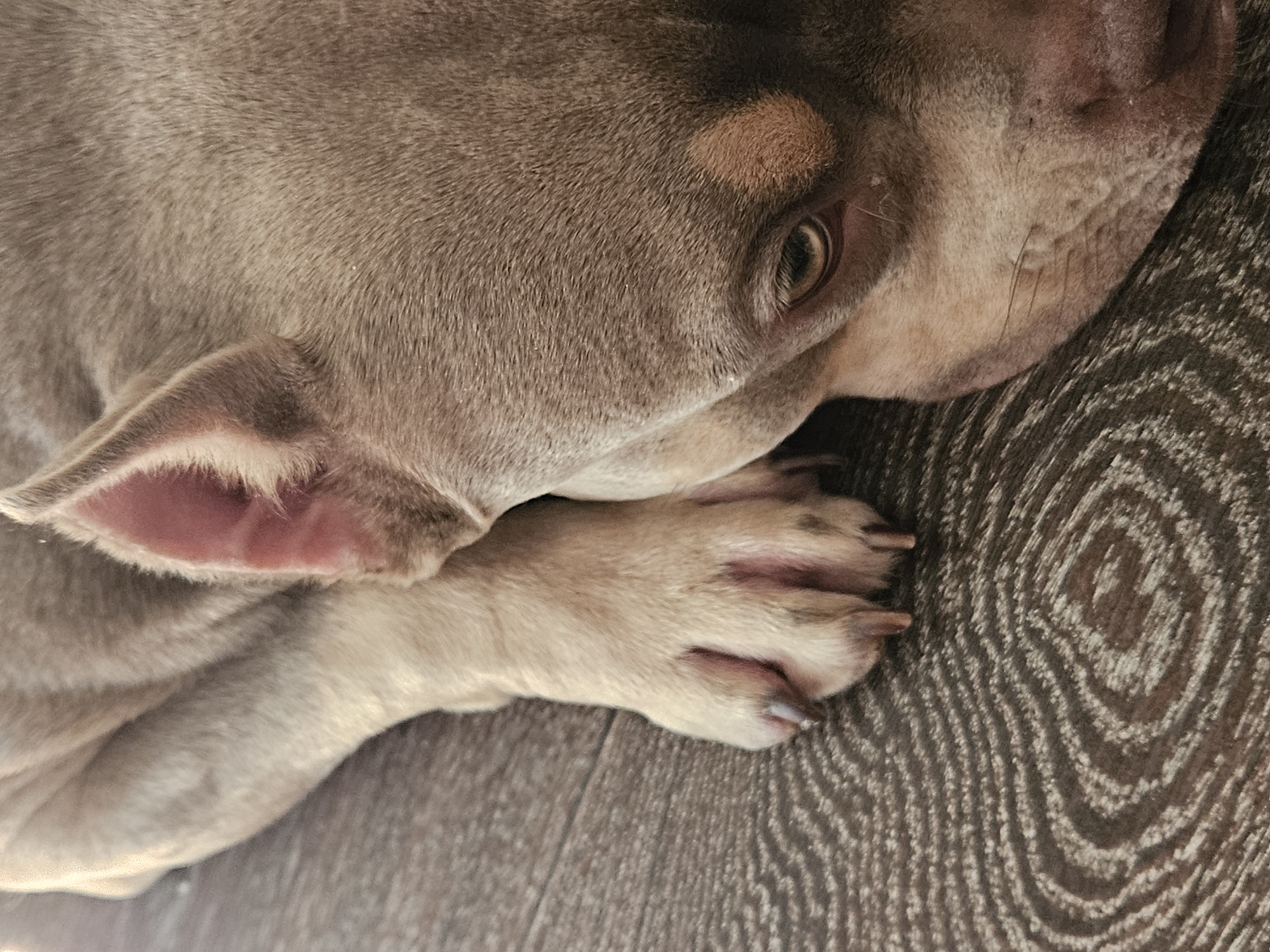 A close-up, eye-level shot focuses on a dog, possibly a bully breed, resting on a dark, wood-patterned floor. The dog's head is down, with one ear visible and partially open. Its tan paw rests in the foreground, with visible nails. The dog's fur is a muted brown with some lighter tan markings around the face and ears. The lighting is soft, casting subtle shadows. There is no indication of the city of Ulyanovsk, Russia, or any other specific location.