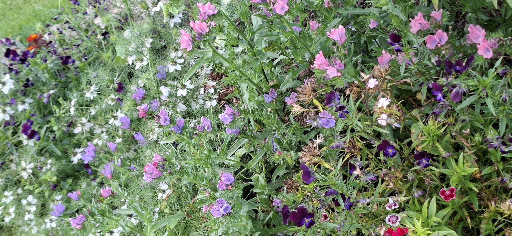 This is a close-up, eye-level, vertical shot of a dense flower bed in Viru-Jaagupi alevik, Estonia. The foreground is dominated by a variety of flowers in shades of purple, pink, and white, interspersed with green foliage and some dried brown seed heads. Small, deep purple pansies with yellow centers are scattered throughout, some with dark markings. Clusters of delicate pink and purple flowers with tubular petals are visible, along with some white star-shaped flowers. The background is a blur of more greenery and flowers, suggesting a larger garden or planting. There are no people or animals visible in the image. The lighting is soft, indicating an overcast day or shade. The scene depicts a naturalistic planting arrangement of a variety of flowering plants.